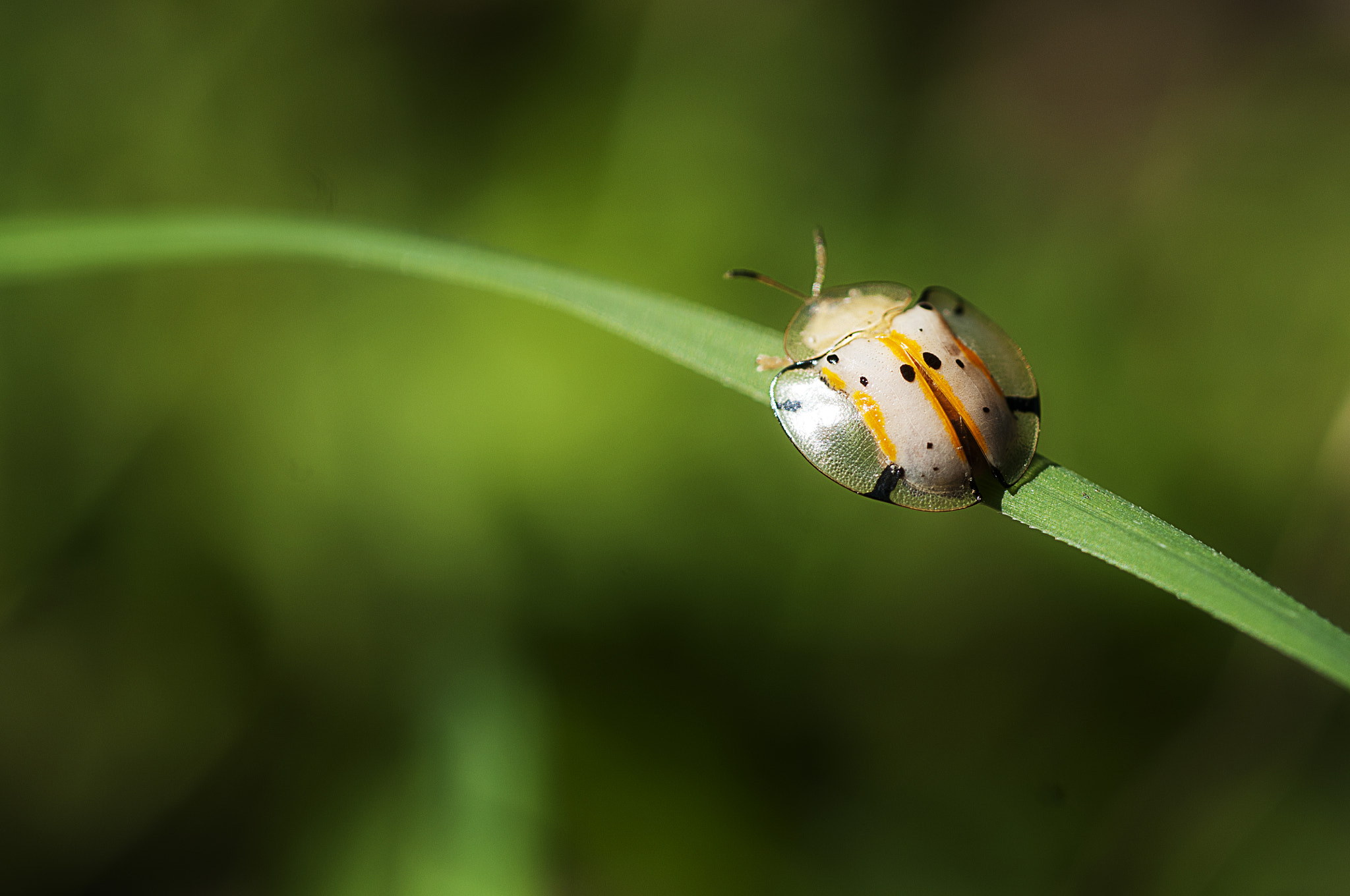 Nikon D300 + Nikon AF Micro-Nikkor 60mm F2.8D sample photo. 自然生態 photography