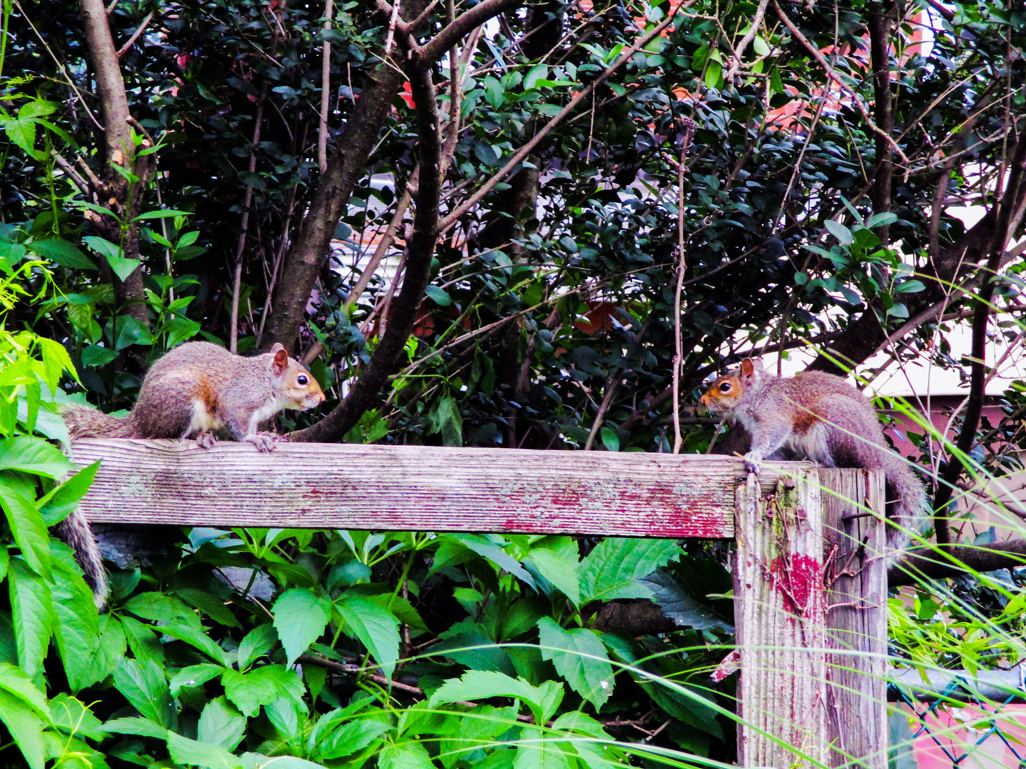 Canon PowerShot ELPH 160 (IXUS 160 / IXY 150) sample photo. Squirrels photography
