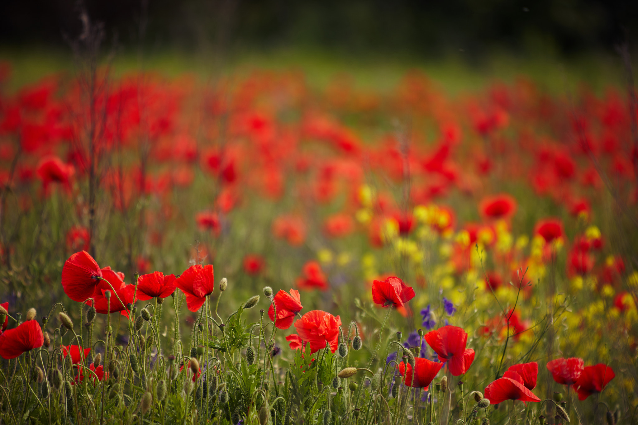 Canon EF 35-350mm F3.5-5.6L USM sample photo. Poppy field photography