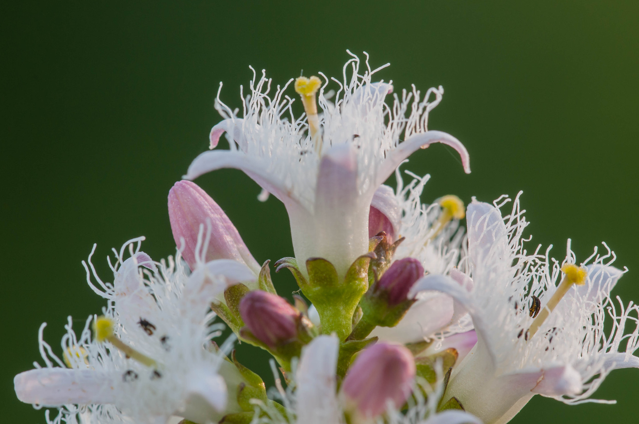 Nikon AF Micro-Nikkor 200mm F4D ED-IF sample photo. Menyanthes trifoliata photography