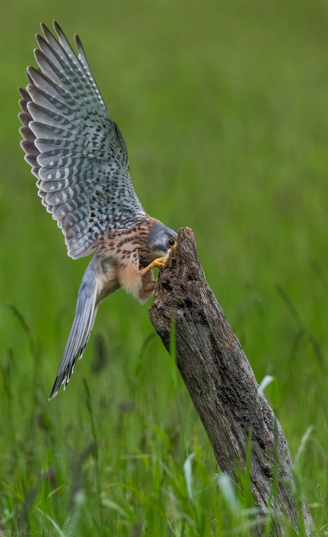 Canon EF 100-400mm F4.5-5.6L IS II USM sample photo. Common kestrel photography