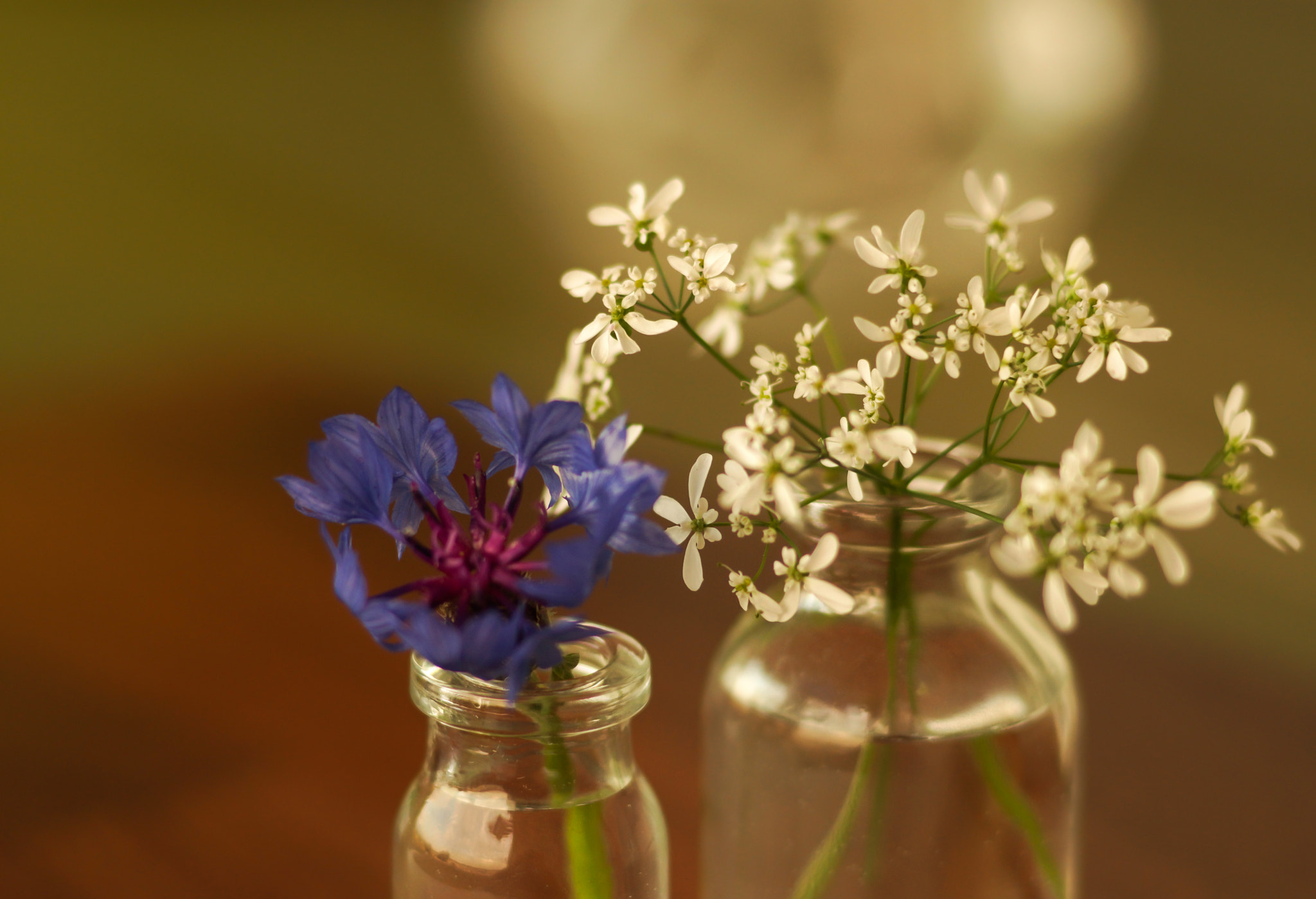 Sony SLT-A65 (SLT-A65V) + Sony 85mm F2.8 SAM sample photo. Two plants in small bottles photography