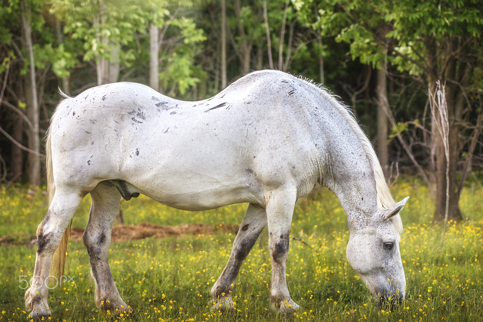 150-600mm F5-6.3 DG OS HSM | Contemporary 015 sample photo. White stallion photography