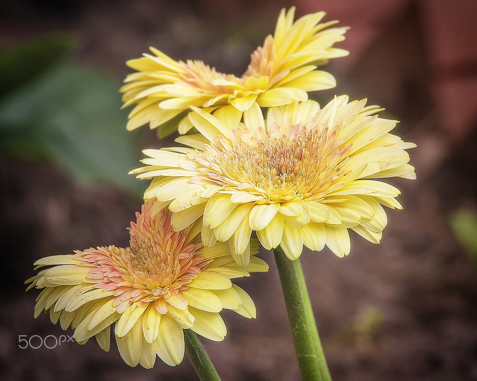 150-600mm F5-6.3 DG OS HSM | Contemporary 015 sample photo. Flowers photography