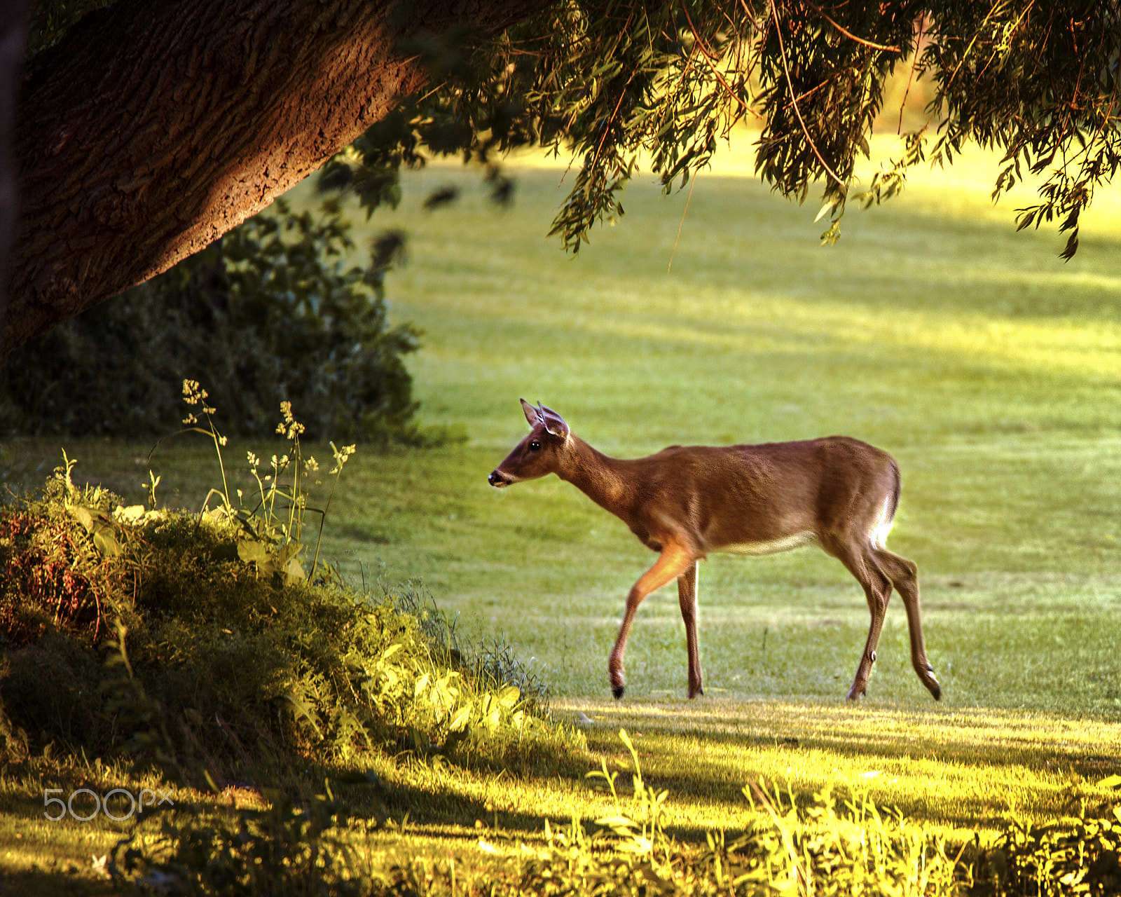 150-600mm F5-6.3 DG OS HSM | Contemporary 015 sample photo. Framed deer photography