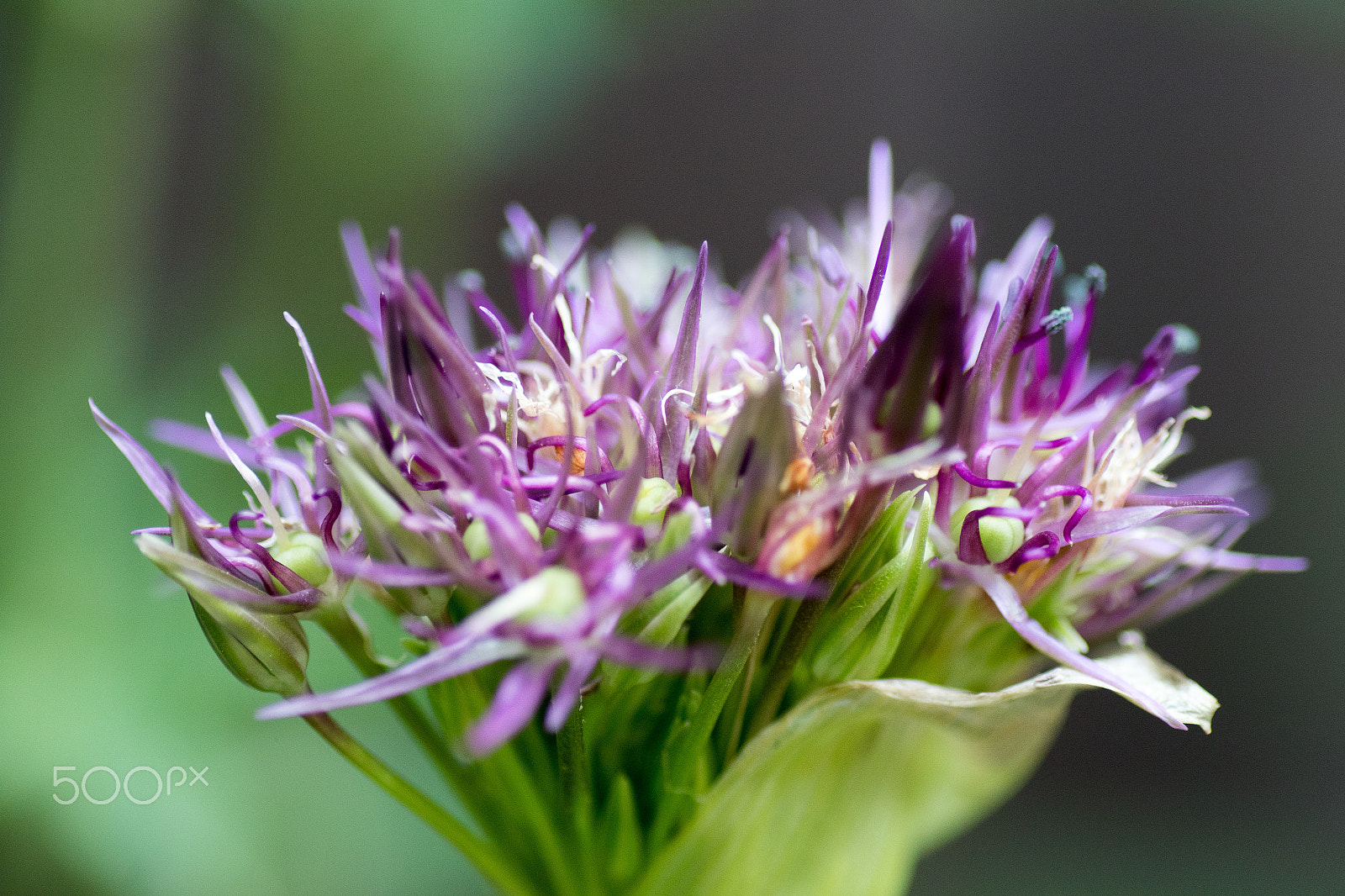 Canon EOS 7D Mark II + Tamron SP AF 90mm F2.8 Di Macro sample photo. About to bloom photography