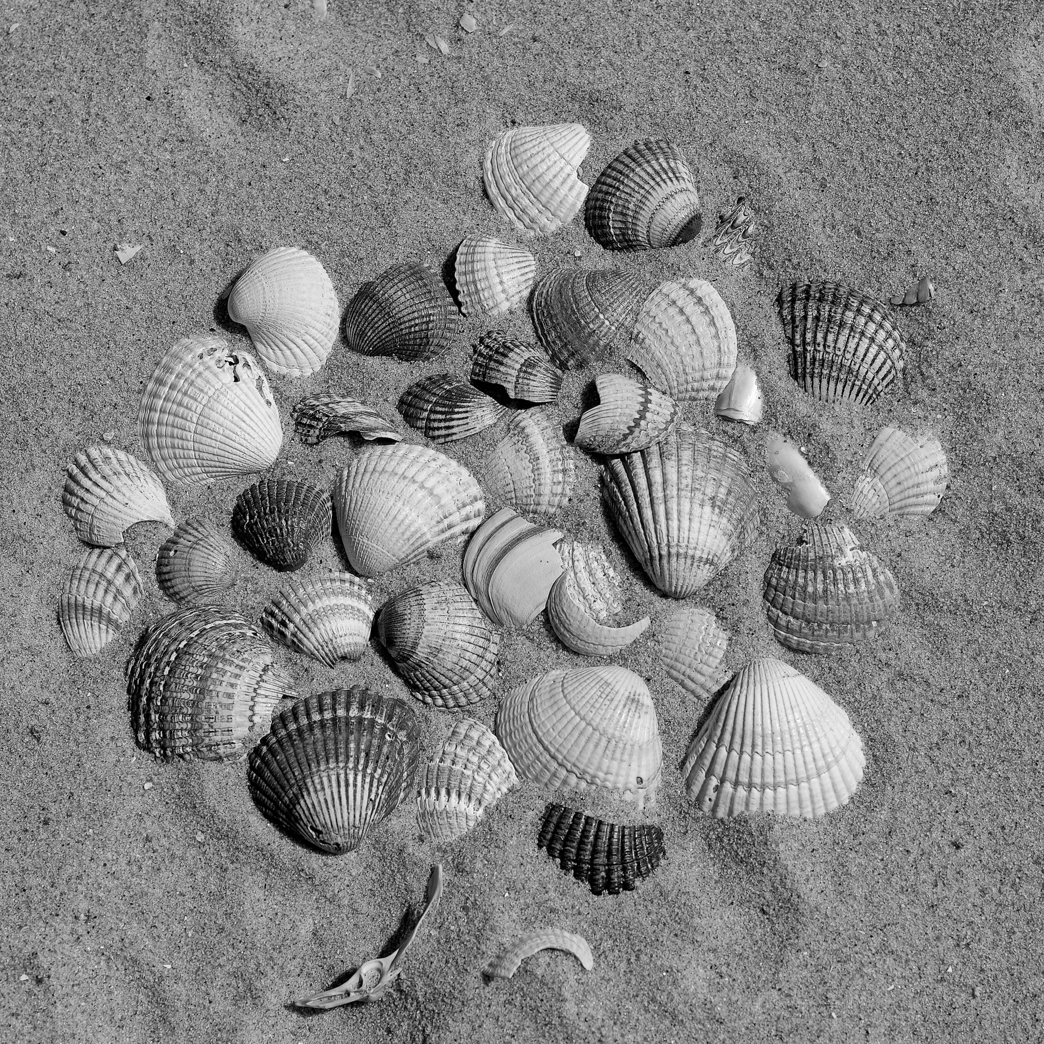 Nikon D800 + AF Nikkor 50mm f/1.8 sample photo. The shell game photography