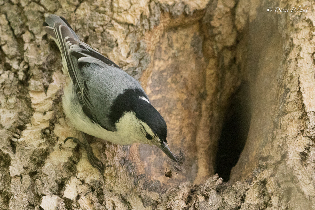 Canon EF 100-400mm F4.5-5.6L IS II USM sample photo. White-beasted nuthatch with food for her chicks photography