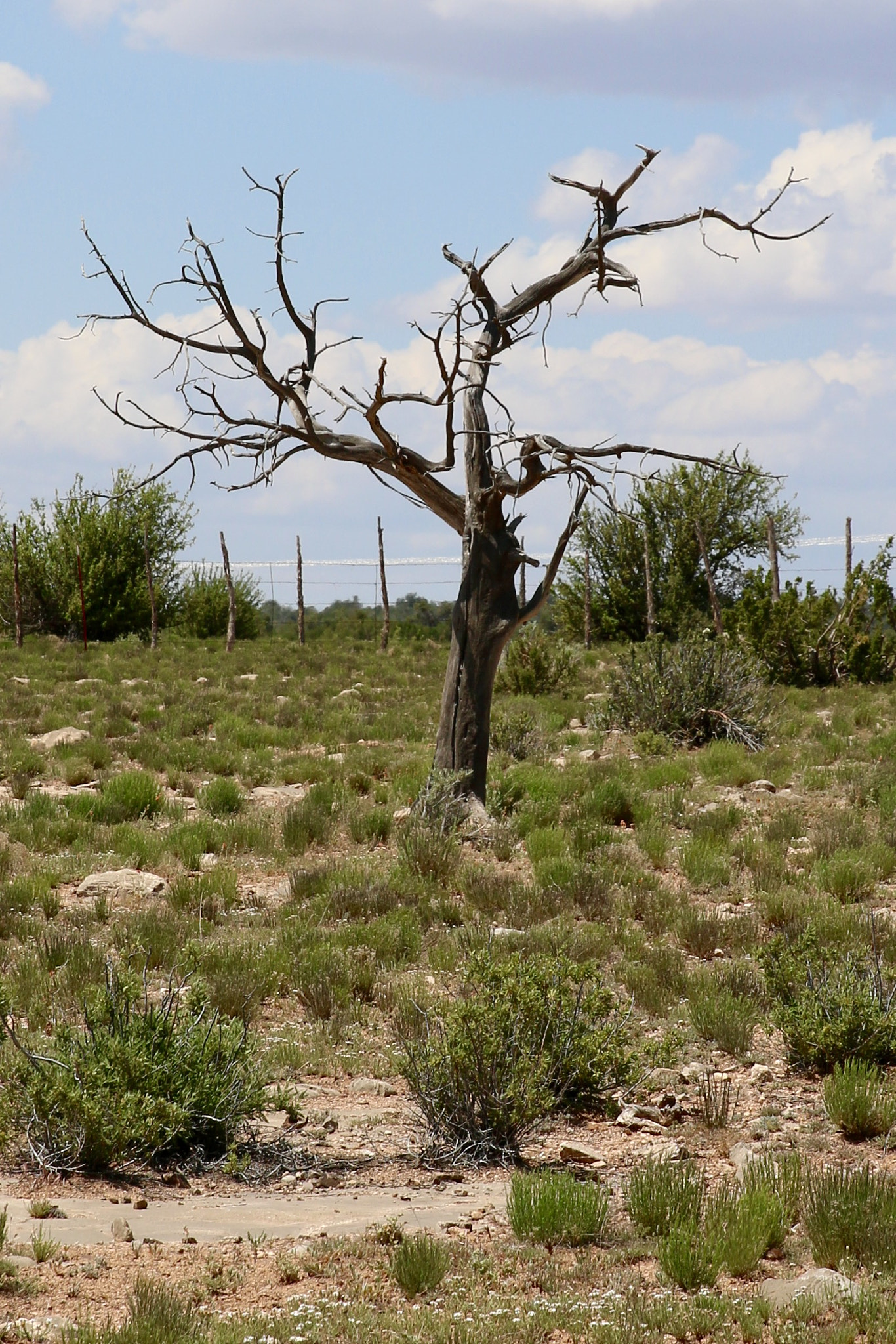 Canon EF 24-70mm F2.8L II USM sample photo. Standing alone photography