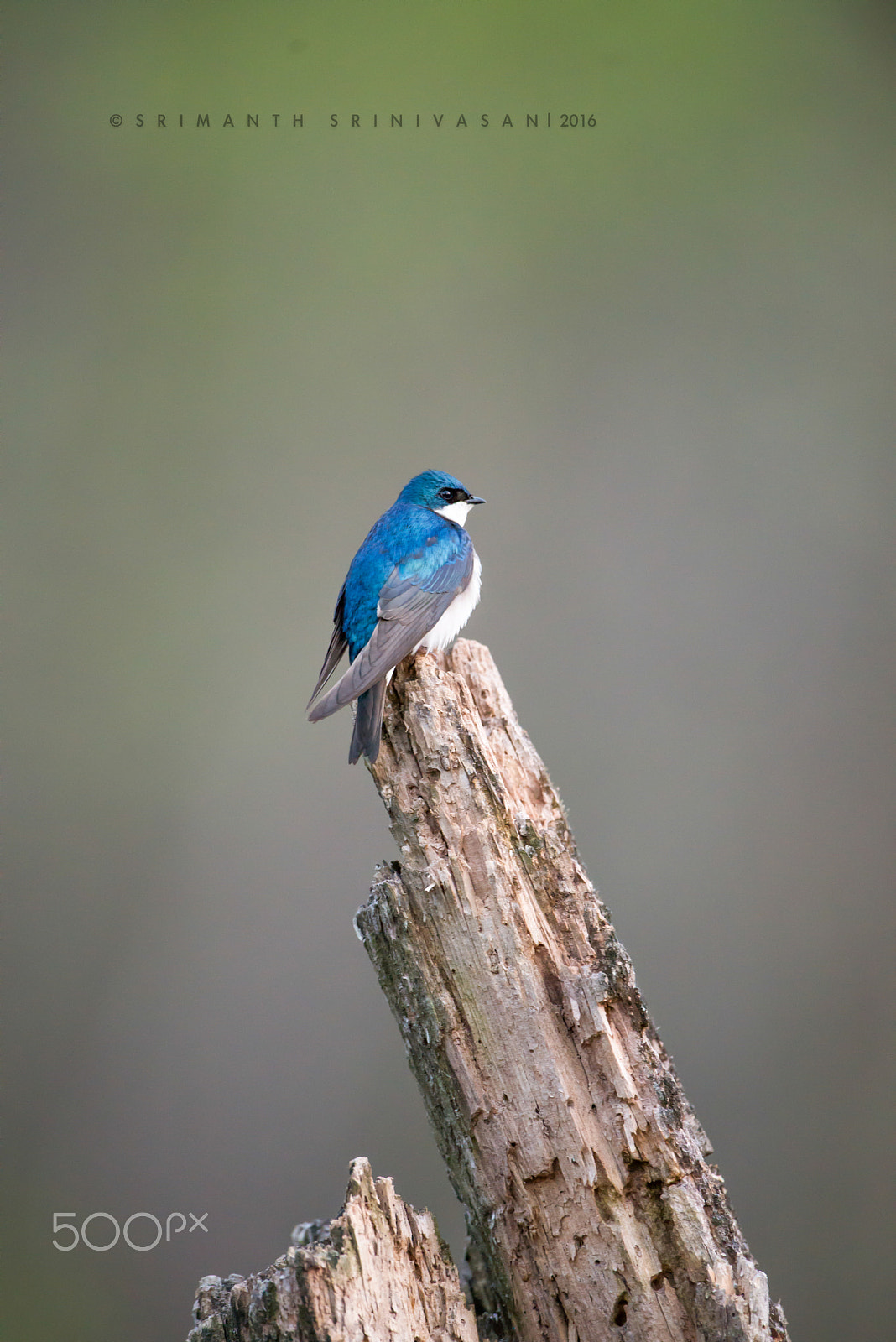 Nikon D610 + Nikon AF-S Nikkor 600mm F4G ED VR sample photo. Tree swallow photography