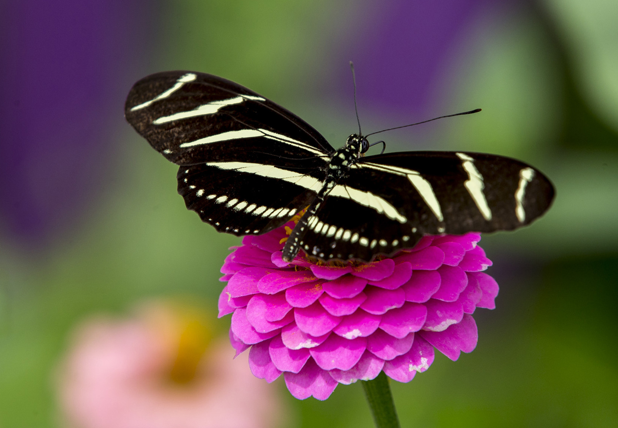Canon EOS-1D X sample photo. Alighting photography