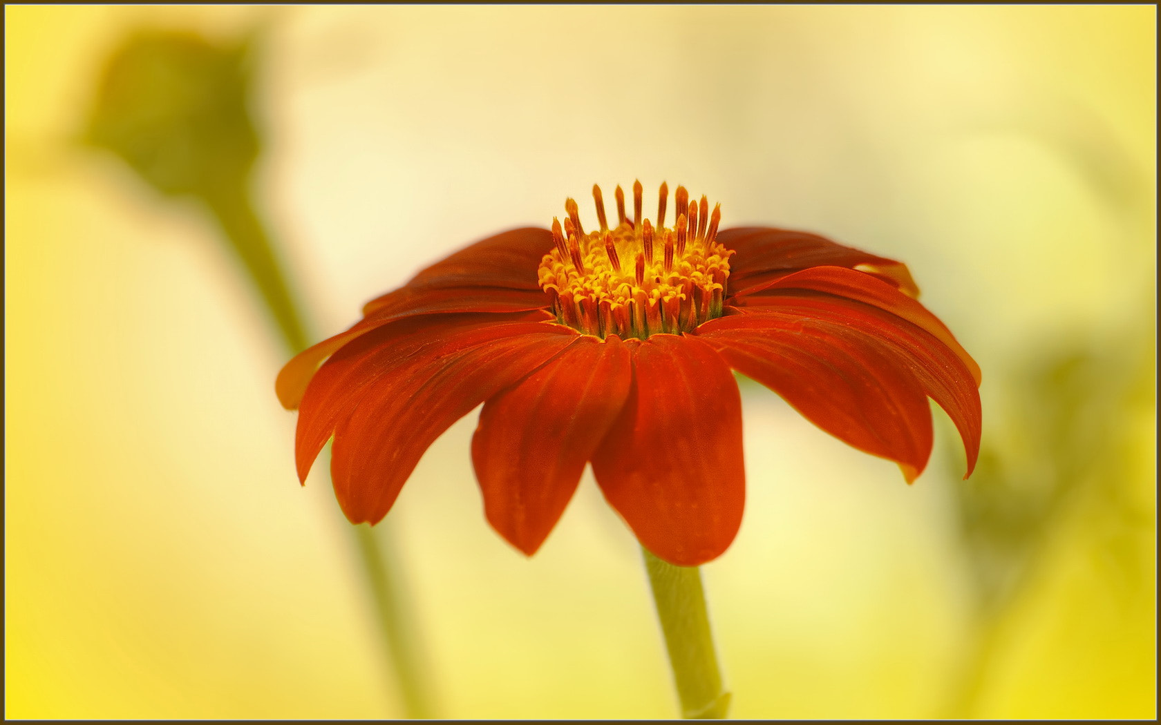 Sigma 70-300mm F4-5.6 APO Macro Super II sample photo. Orange show... photography