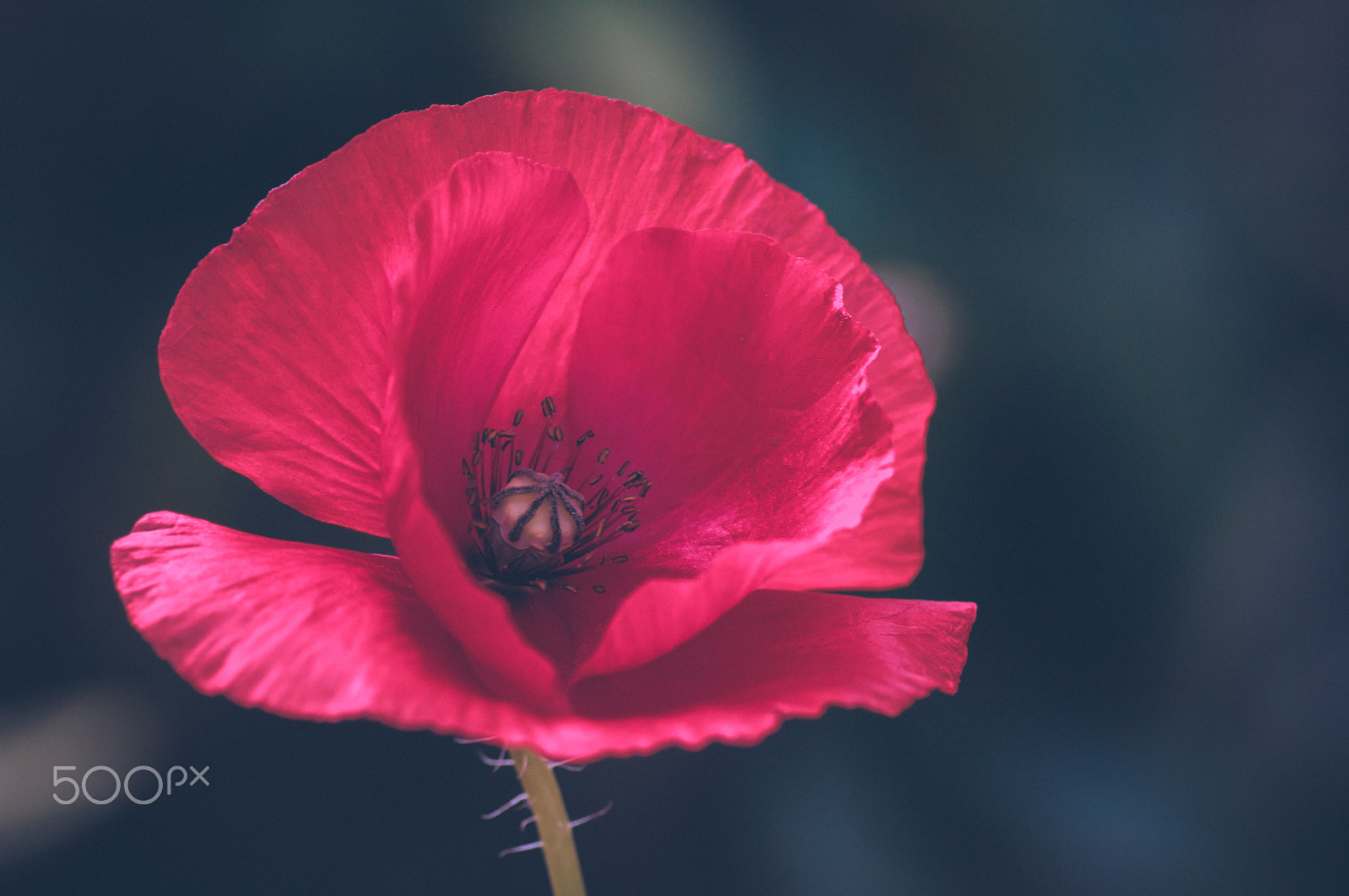 Pentax K20D sample photo. Poppy photography