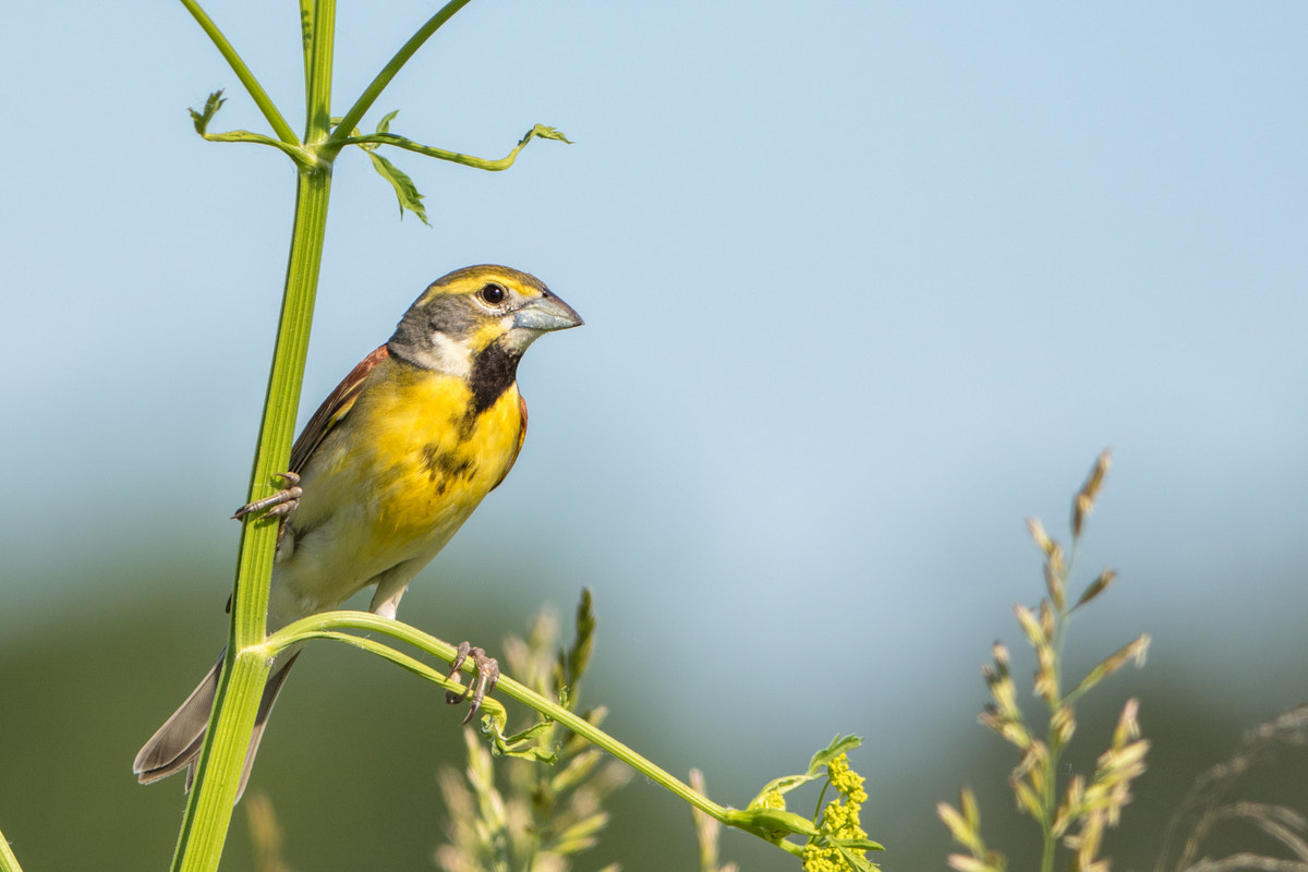 Canon EF 200-400mm F4L IS USM Extender 1.4x sample photo. Dickcissel photography