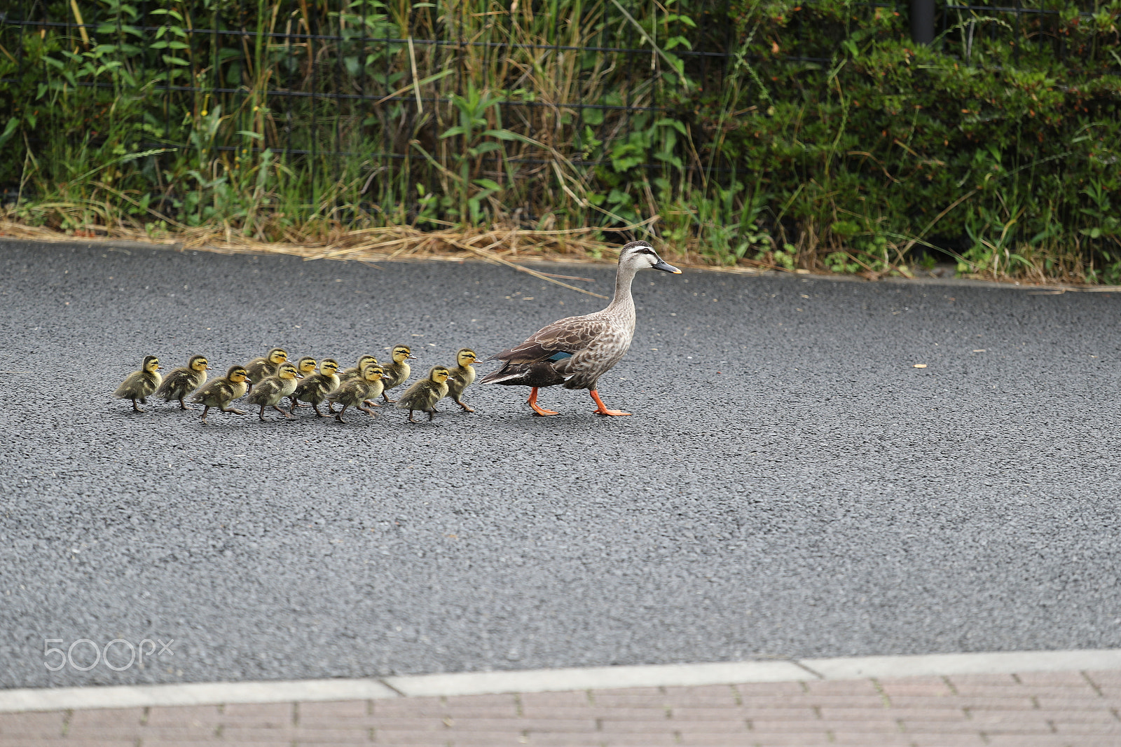 Canon EOS-1D X Mark II sample photo. March of the ducks of parent and children photography