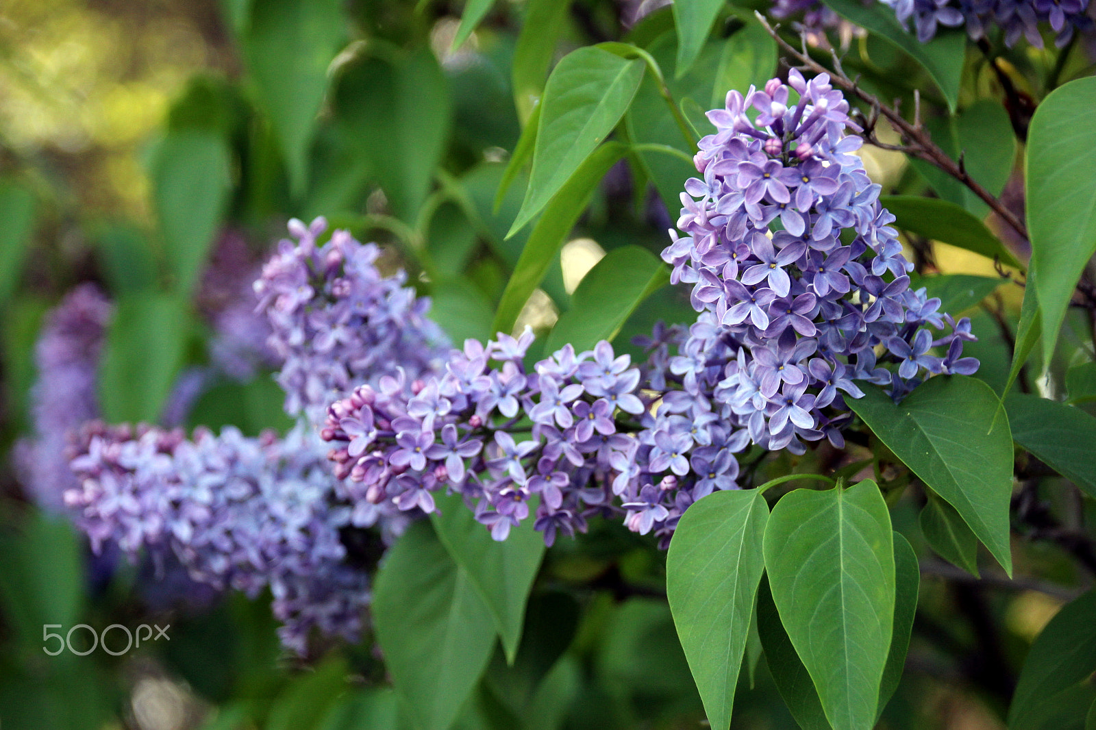 Sigma 18-250mm F3.5-6.3 DC OS HSM sample photo. Purple lilac photography