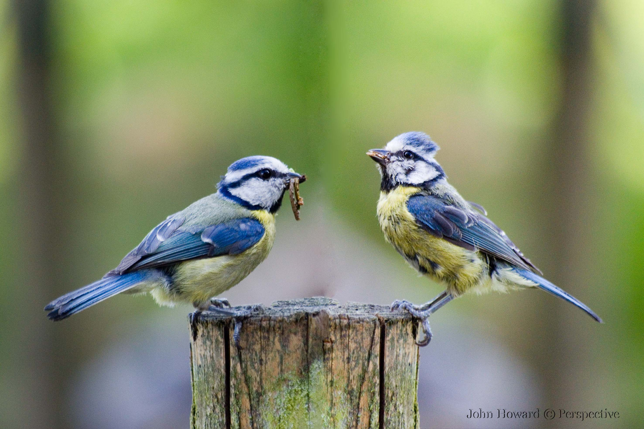 Sigma 70-300mm F4-5.6 APO DG Macro sample photo. Blue tits photography