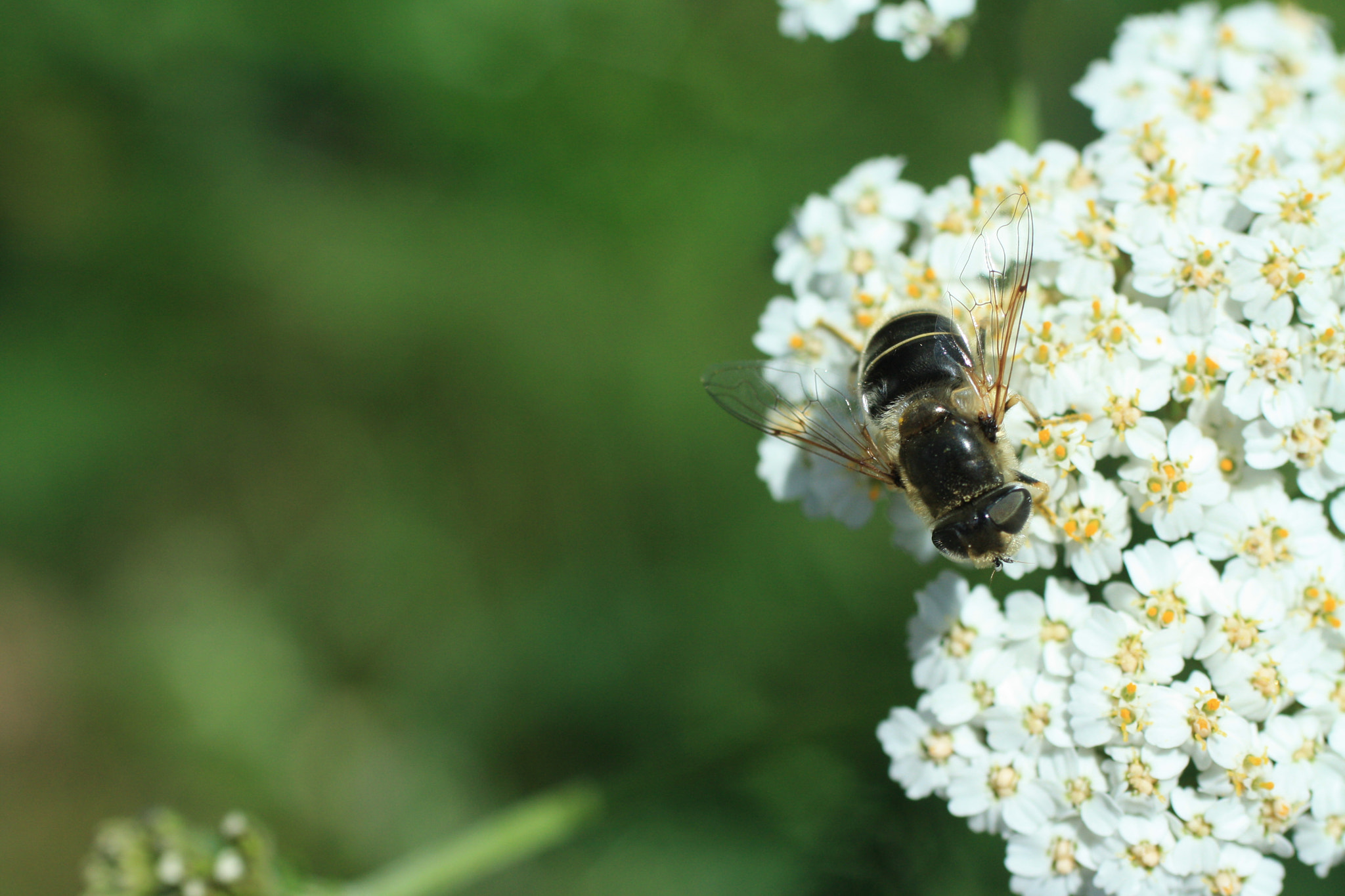 Canon EF 50mm F2.5 Macro sample photo. Fly on yarrow photography