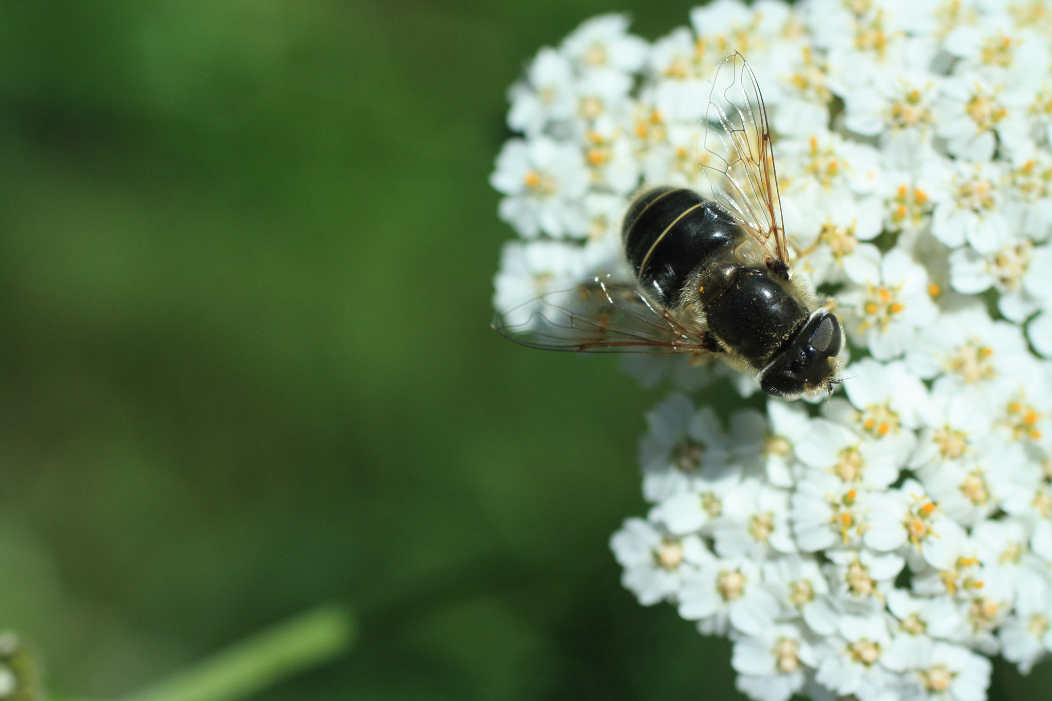 Canon EF 50mm F2.5 Macro sample photo. Fly on yarrow photography