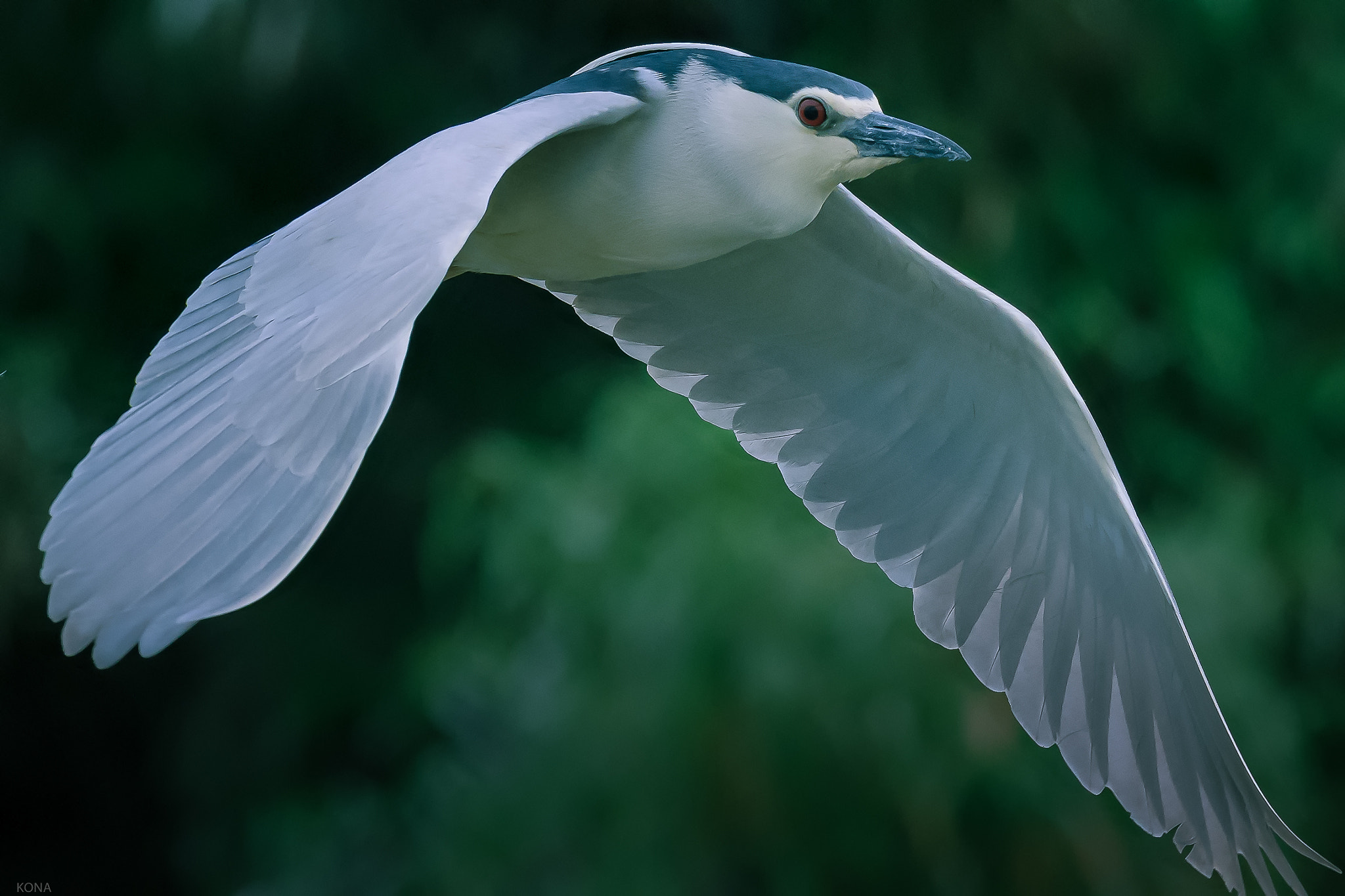 Nikon AF-S Nikkor 400mm F2.8G ED VR II sample photo. Goisagi photography