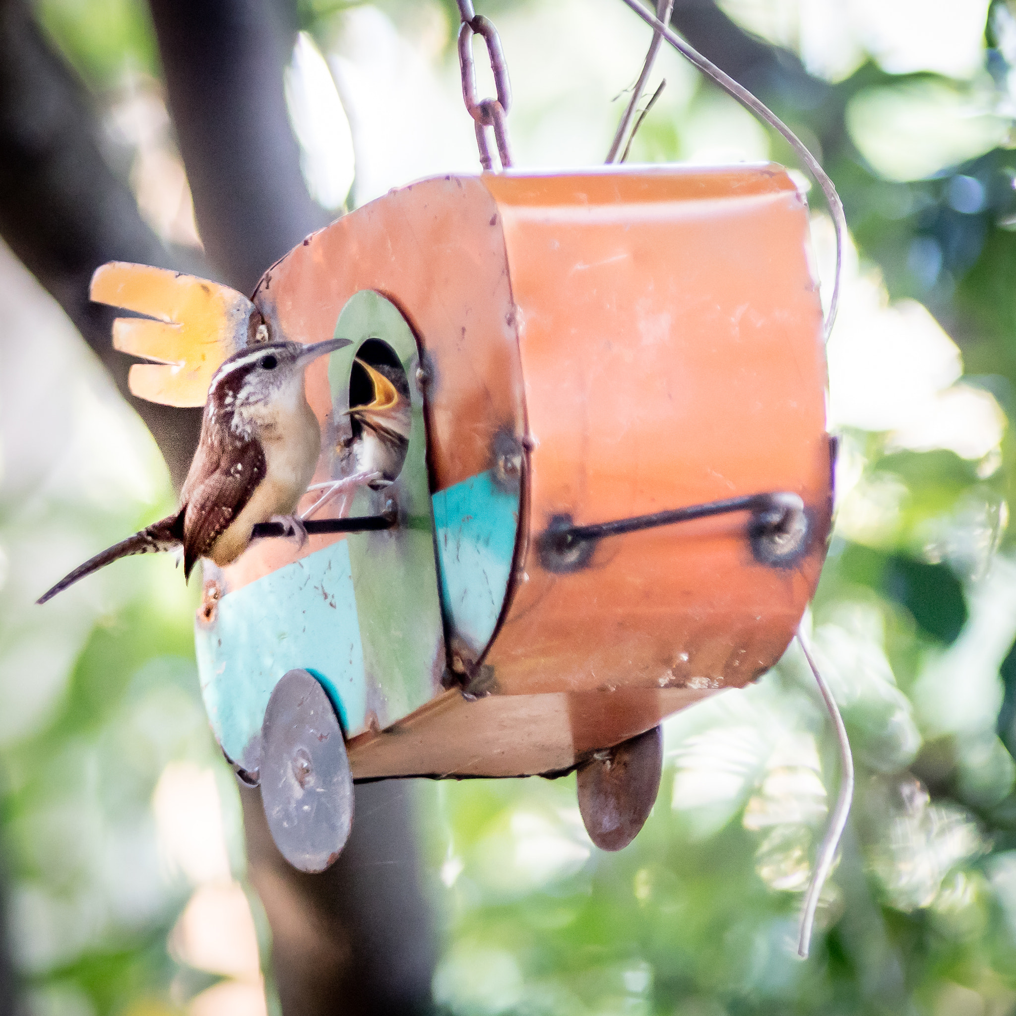 Canon EOS M3 sample photo. Mama wren feeding her babies! photography