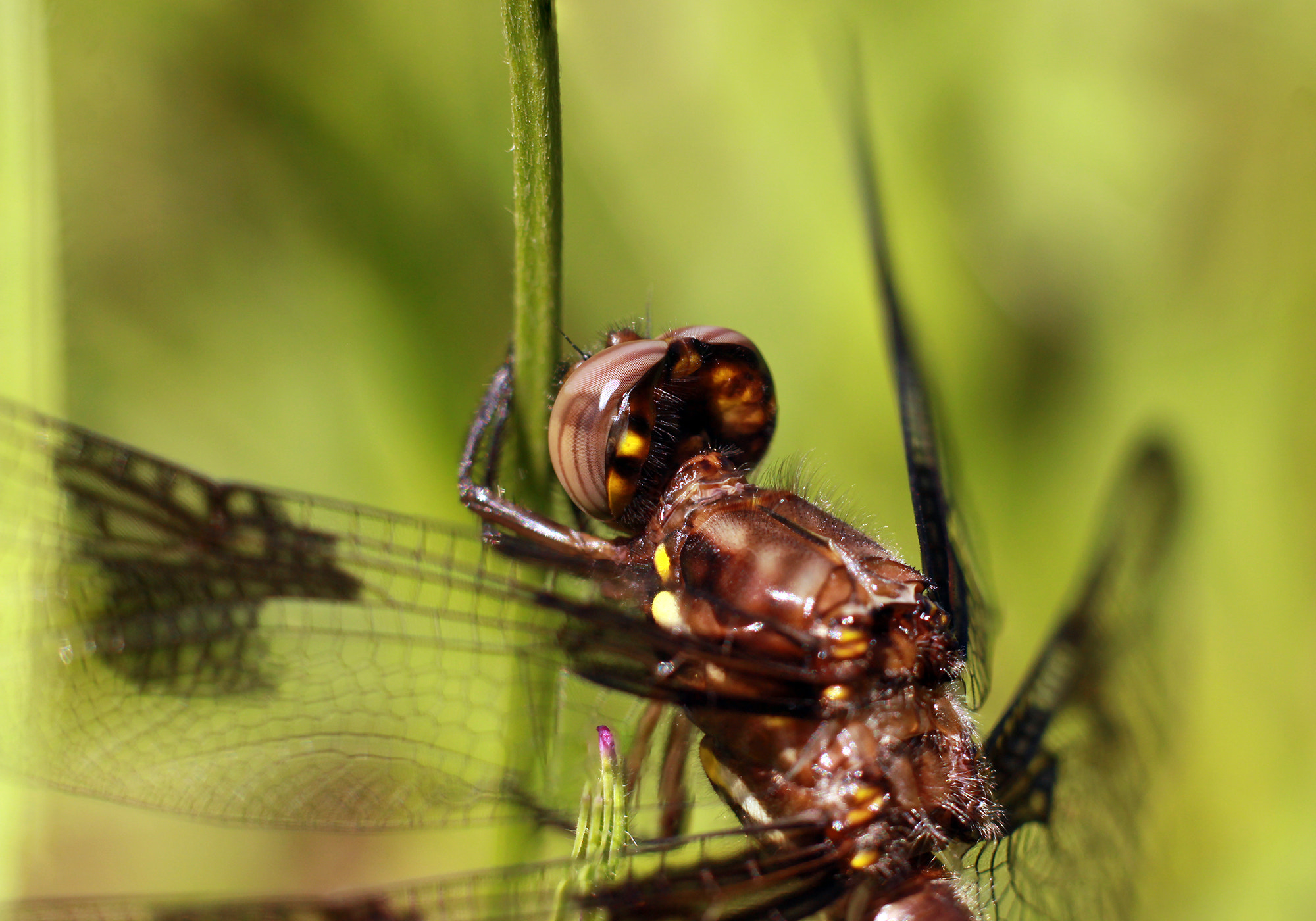 Canon EOS 600D (Rebel EOS T3i / EOS Kiss X5) + Canon EF 50mm F1.8 II sample photo. Dragonfly eyes photography