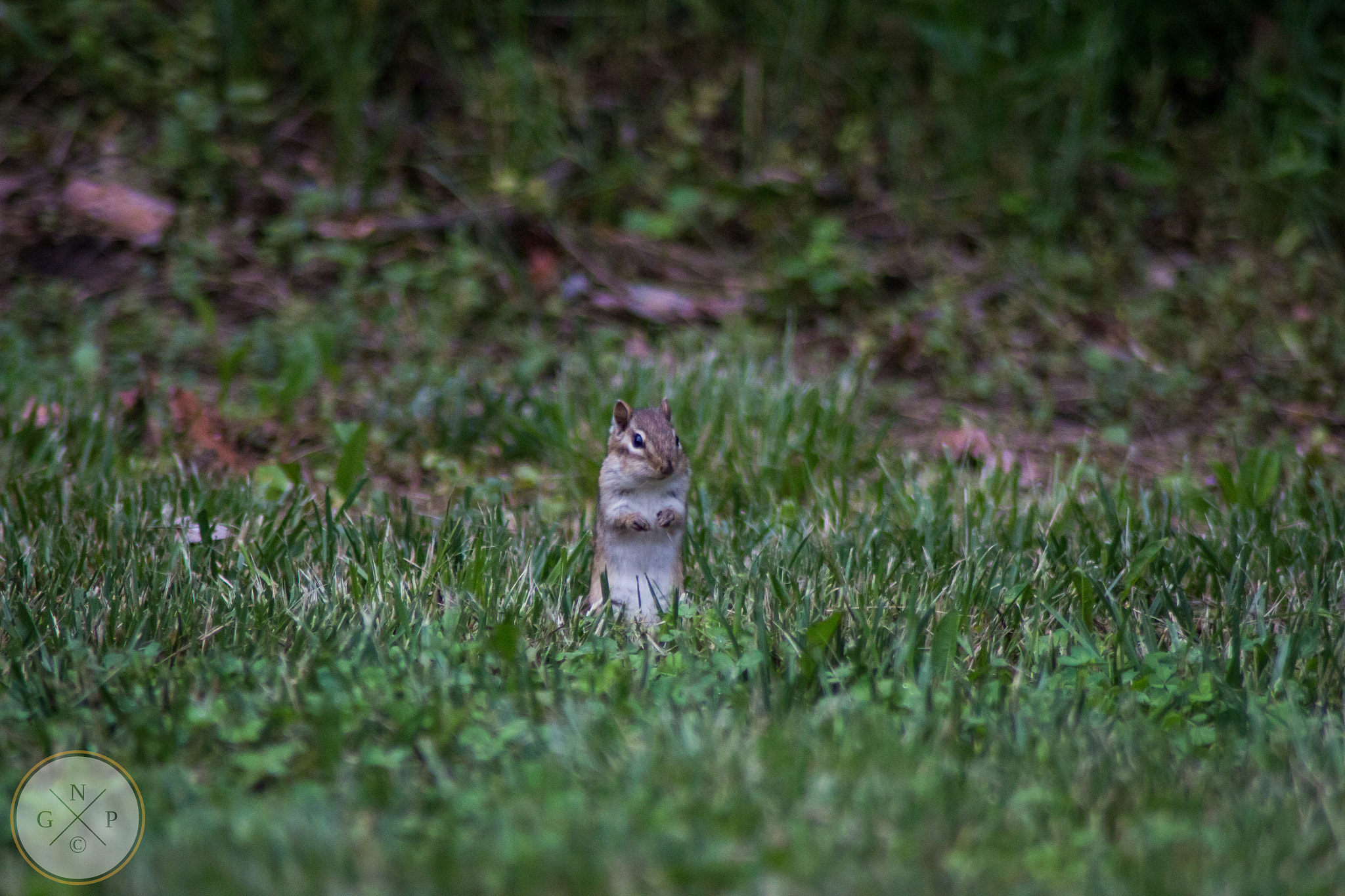 Canon EOS 650D (EOS Rebel T4i / EOS Kiss X6i) sample photo. Chipmunk photography