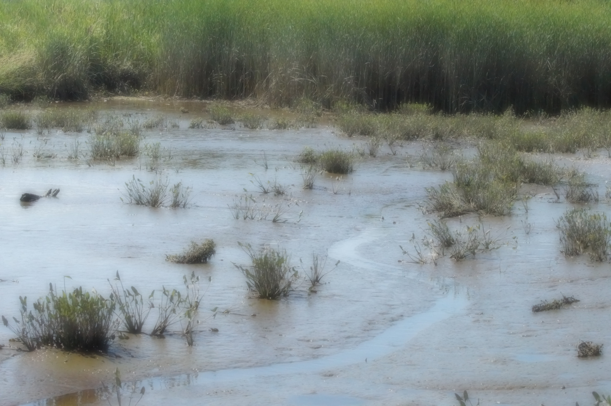 Sony SLT-A57 sample photo. Enchanted slough photography