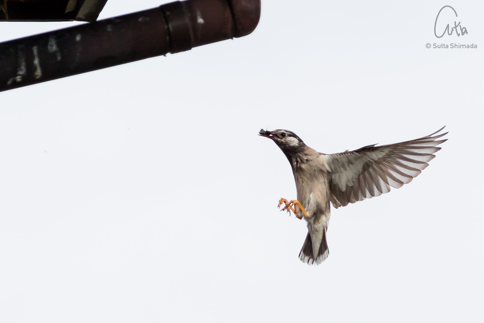 Canon EOS M3 sample photo. Starling photography