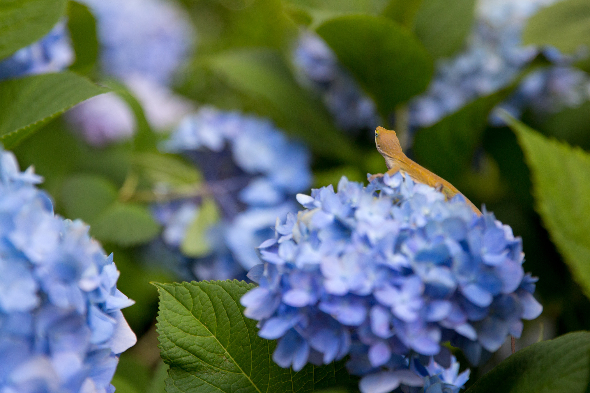 Canon EOS 650D (EOS Rebel T4i / EOS Kiss X6i) sample photo. Lizard on the hydrangea photography