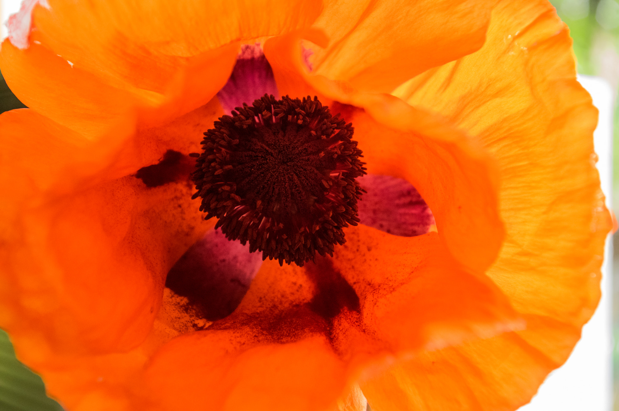 Pentax smc DA 18-55mm F3.5-5.6 AL sample photo. Poppy photography
