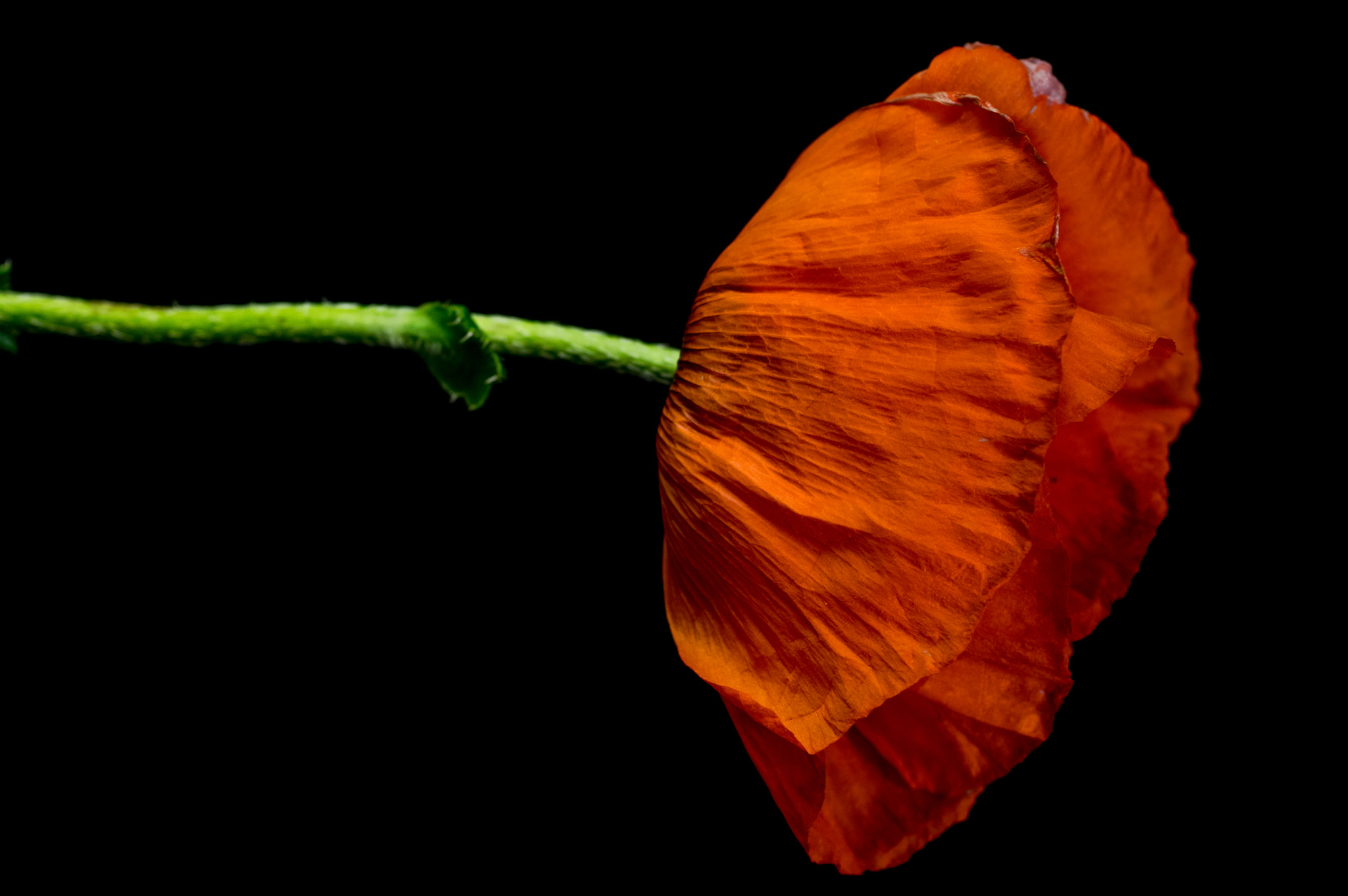 Pentax K-3 + smc PENTAX-FA Macro 50mm F2.8 sample photo. The poppy photography