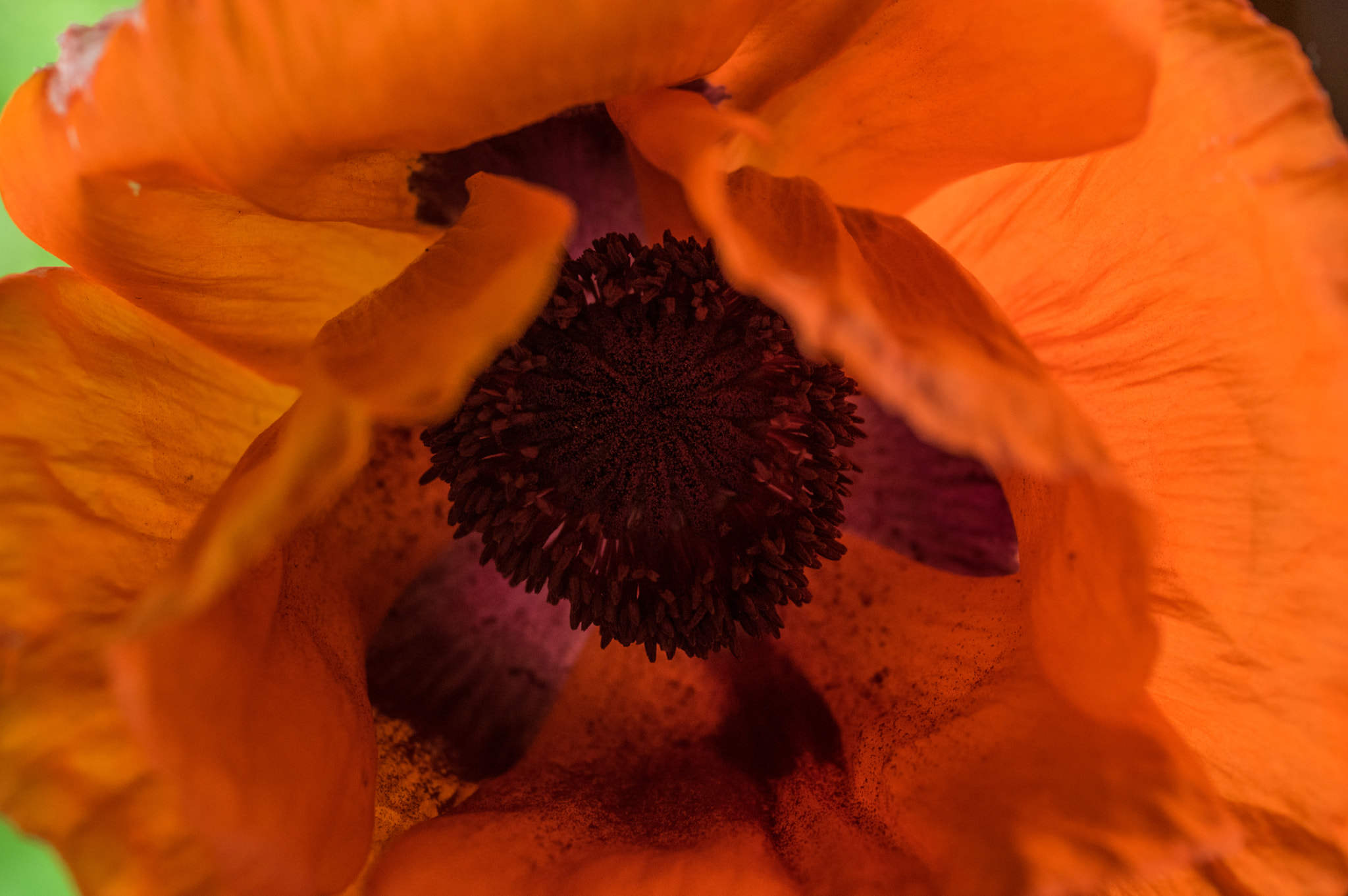 Pentax K-3 + smc PENTAX-FA Macro 50mm F2.8 sample photo. Center of poppy photography