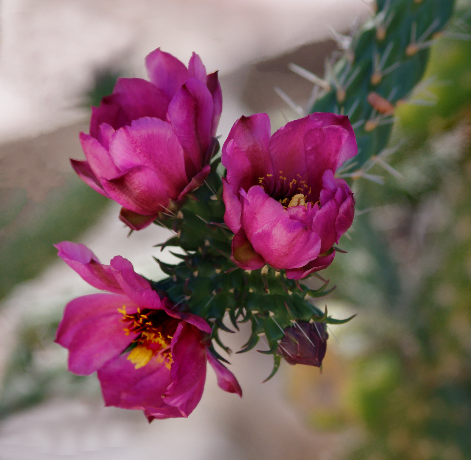 smc PENTAX-DA L 55-300mm F4-5.8 ED sample photo. Summer cactus photography