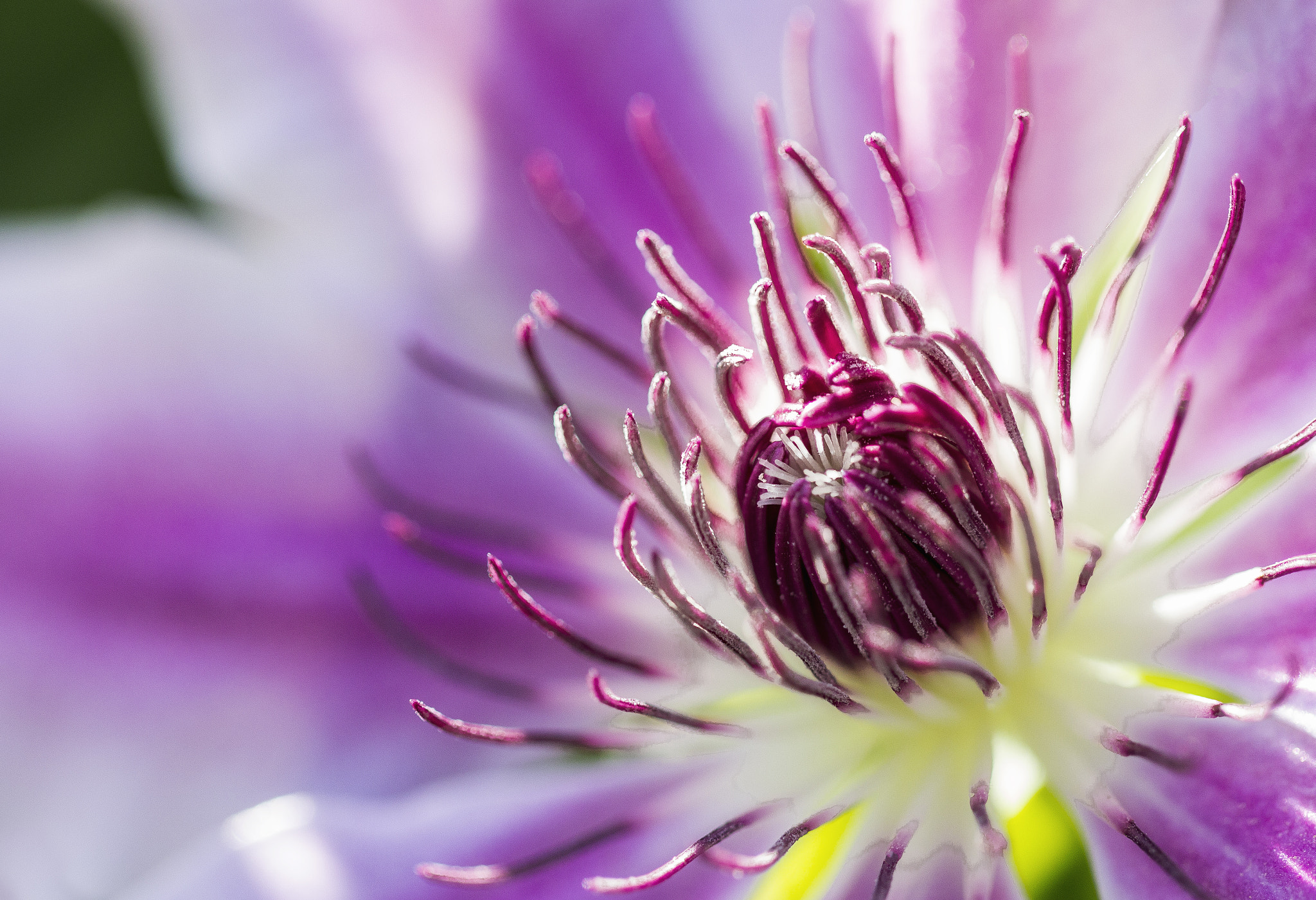 Canon EF 100mm F2.8L Macro IS USM sample photo. Dramatic clematis photography