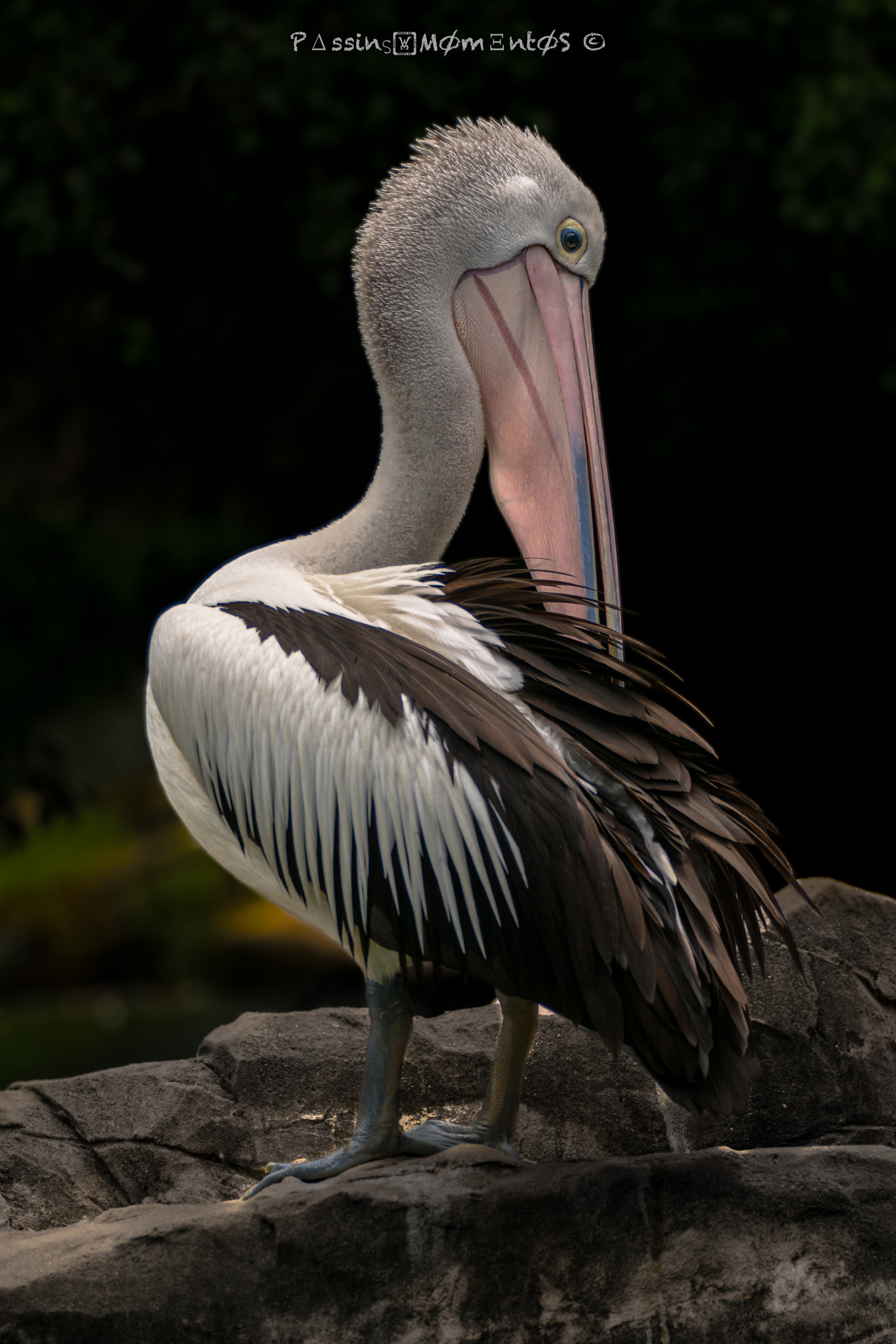150-600mm F5-6.3 DG OS HSM | Sports 014 sample photo. A day by the park... photography