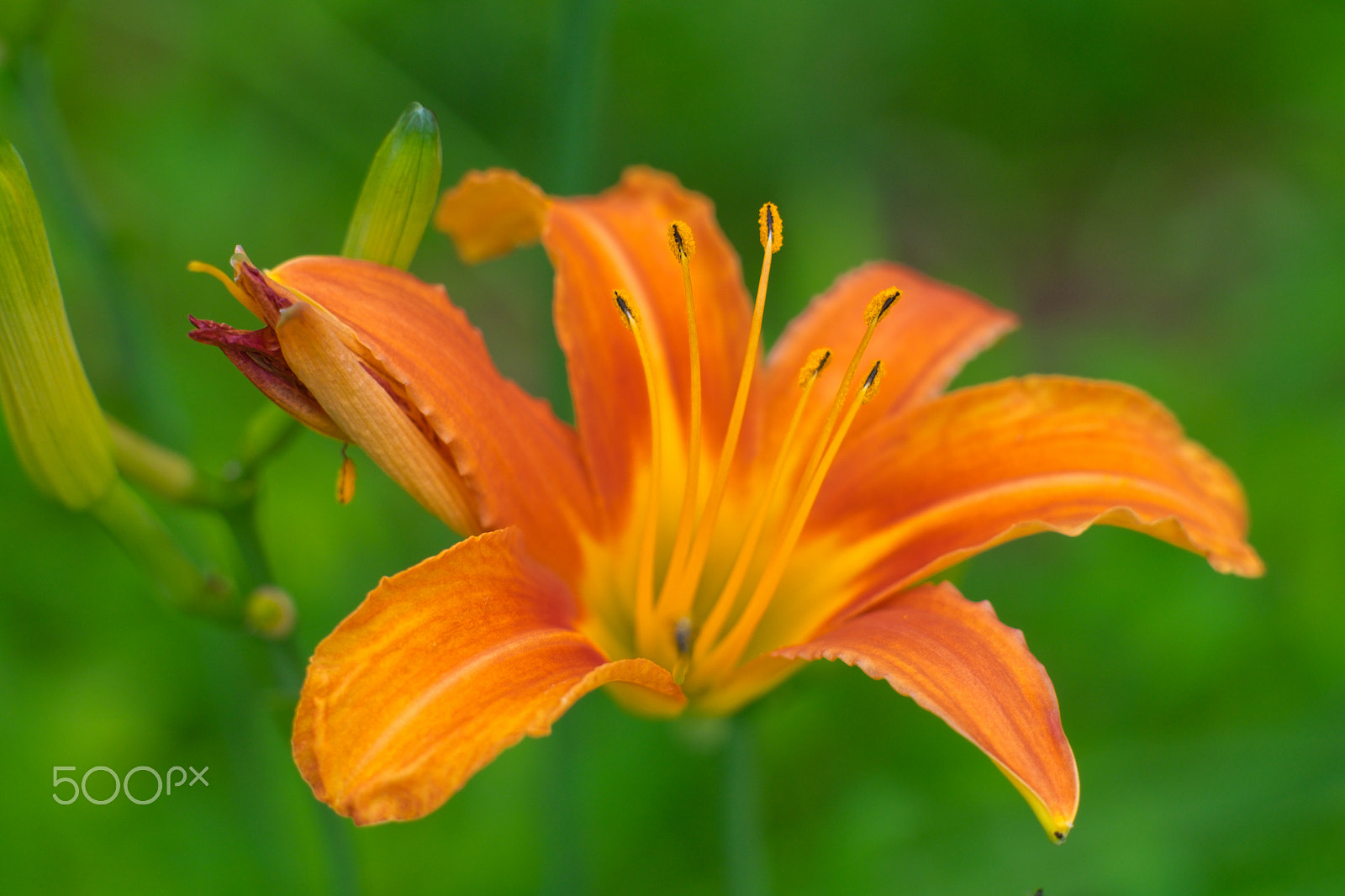 Fujifilm X-E2 + Fujifilm XF 56mm F1.2 R APD sample photo. Hemerocallis？ photography