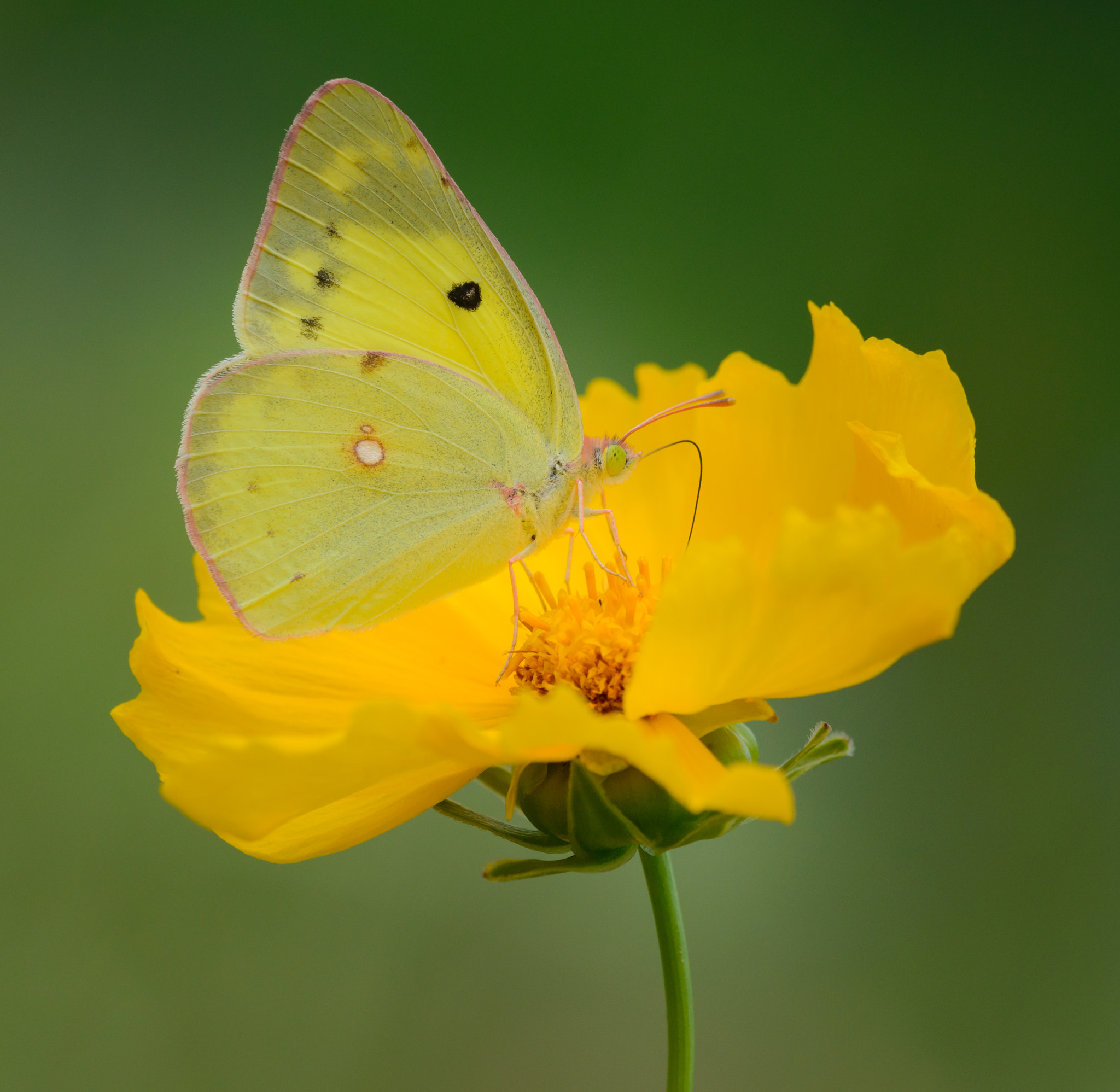 Nikon D800E + Sigma 150mm F2.8 EX DG Macro HSM sample photo. Pale clouded yellow butterfly photography