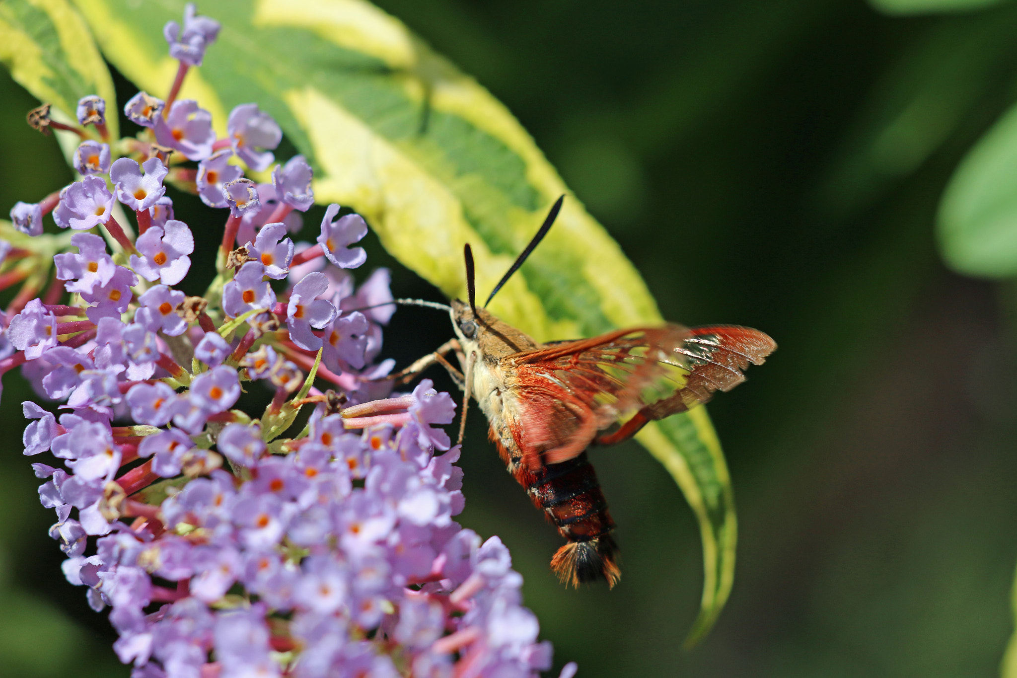 Sigma APO Macro 150mm f/2.8 EX DG HSM sample photo. Humming bird moth photography