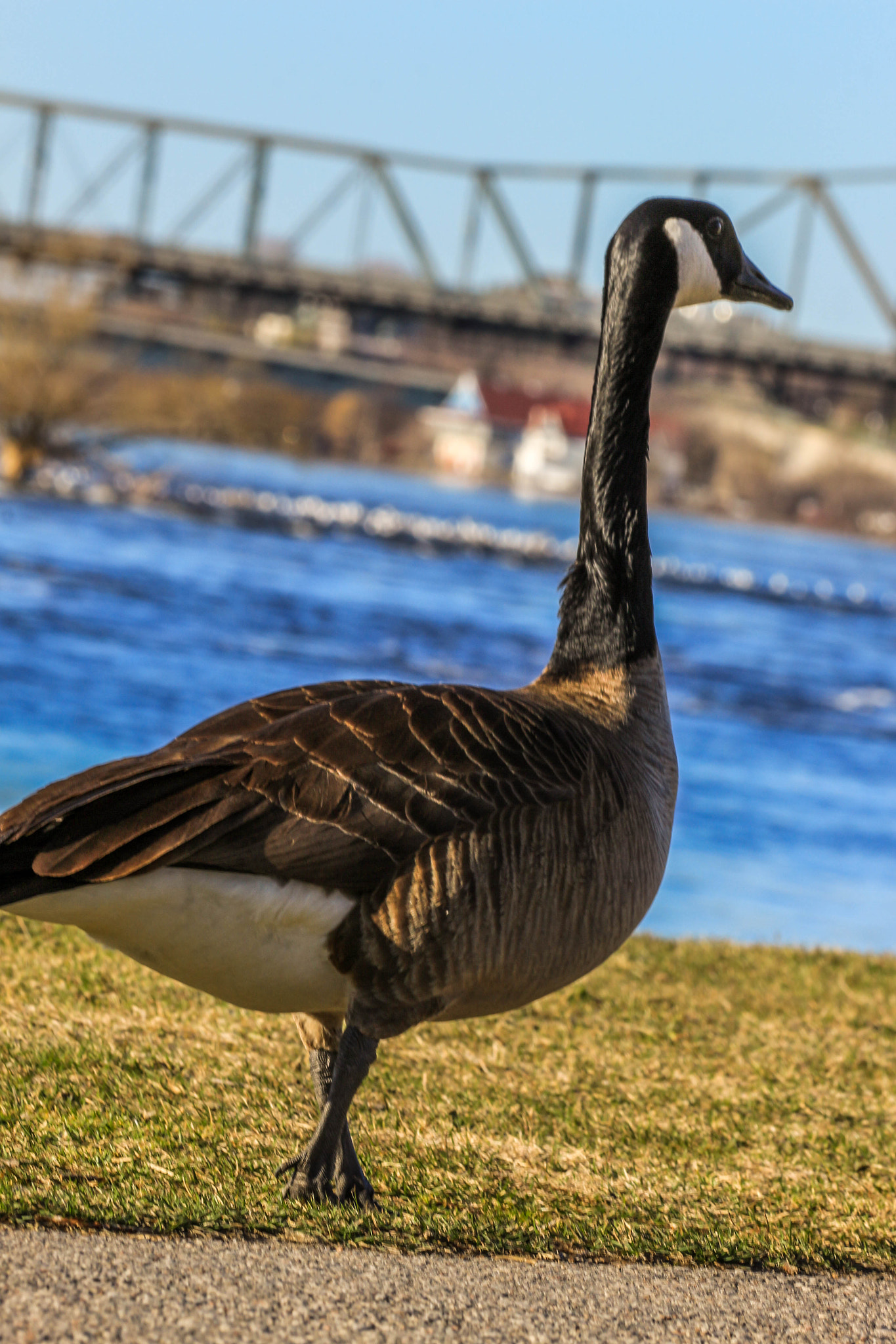 Canon EF 70-300mm F4-5.6 IS USM sample photo. The bustard photography