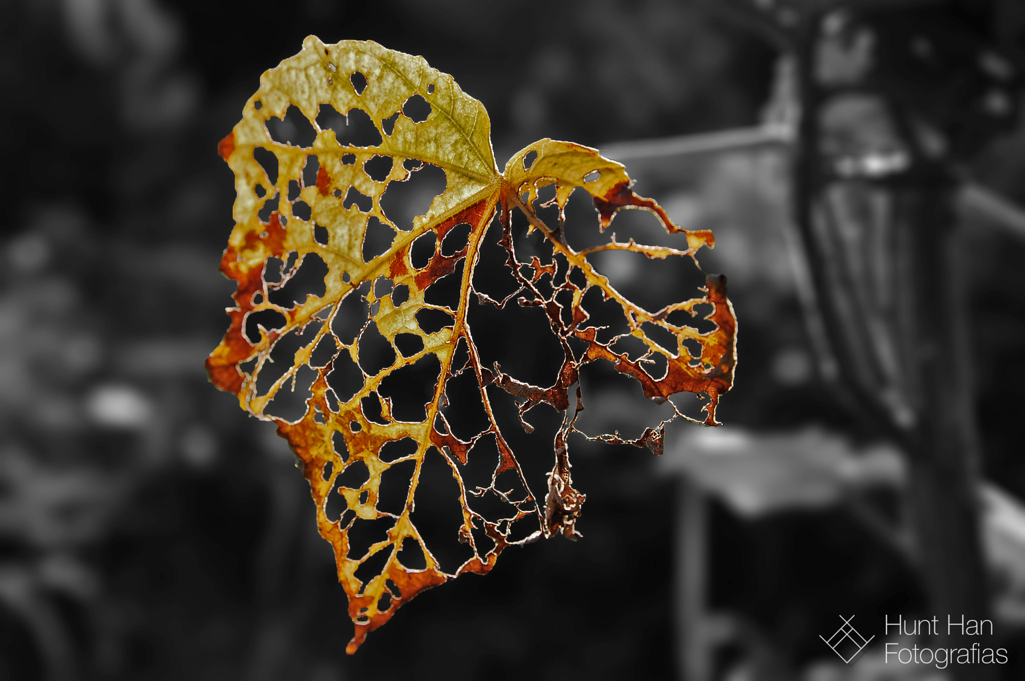 Nikon D40 sample photo. Broken-hearted－心碎 photography