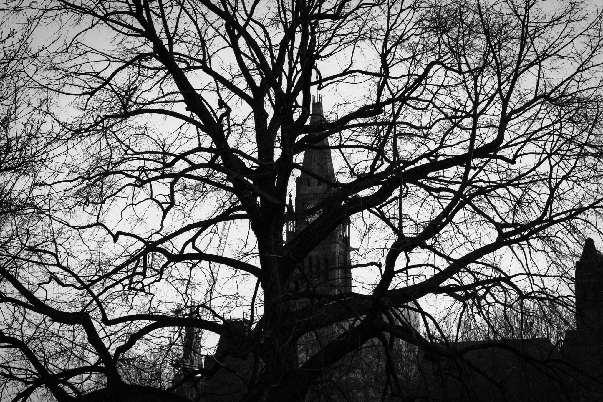 Canon EF 24-70mm F4L IS USM sample photo. Parlement in the tree photography
