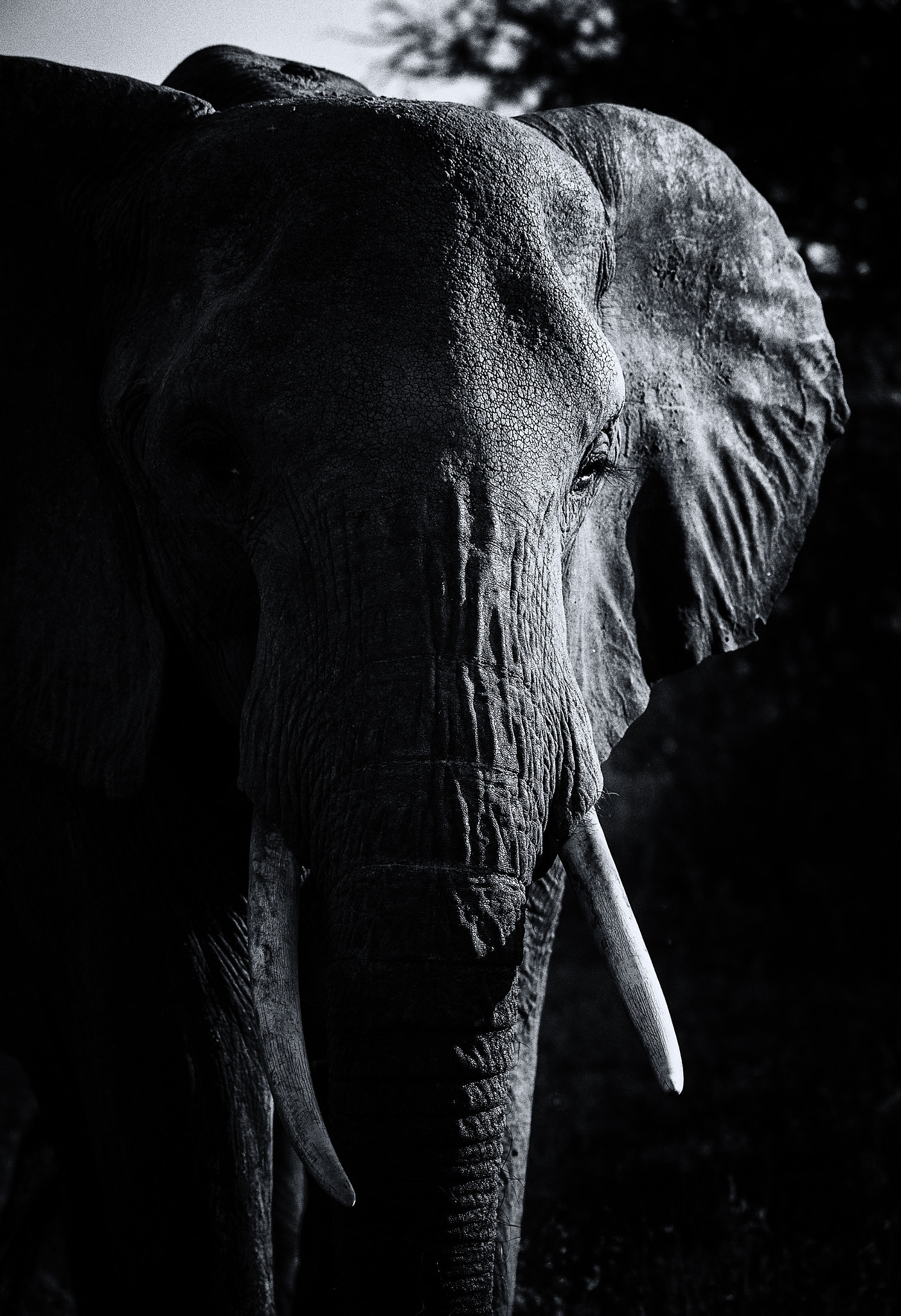 Nikon D3S + Sigma 150-600mm F5-6.3 DG OS HSM | S sample photo. African elephant photography