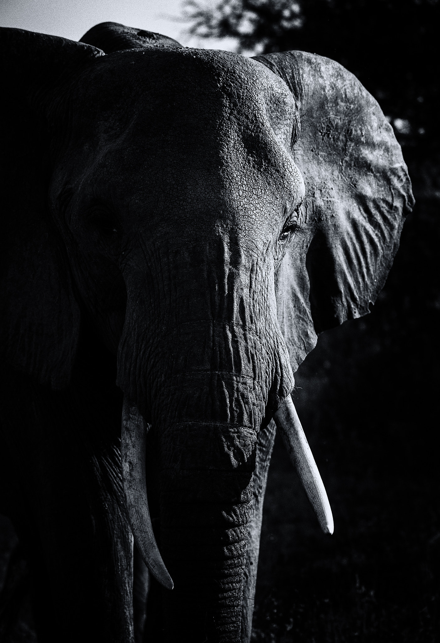 Sigma 150-600mm F5-6.3 DG OS HSM | S sample photo. African elephant photography