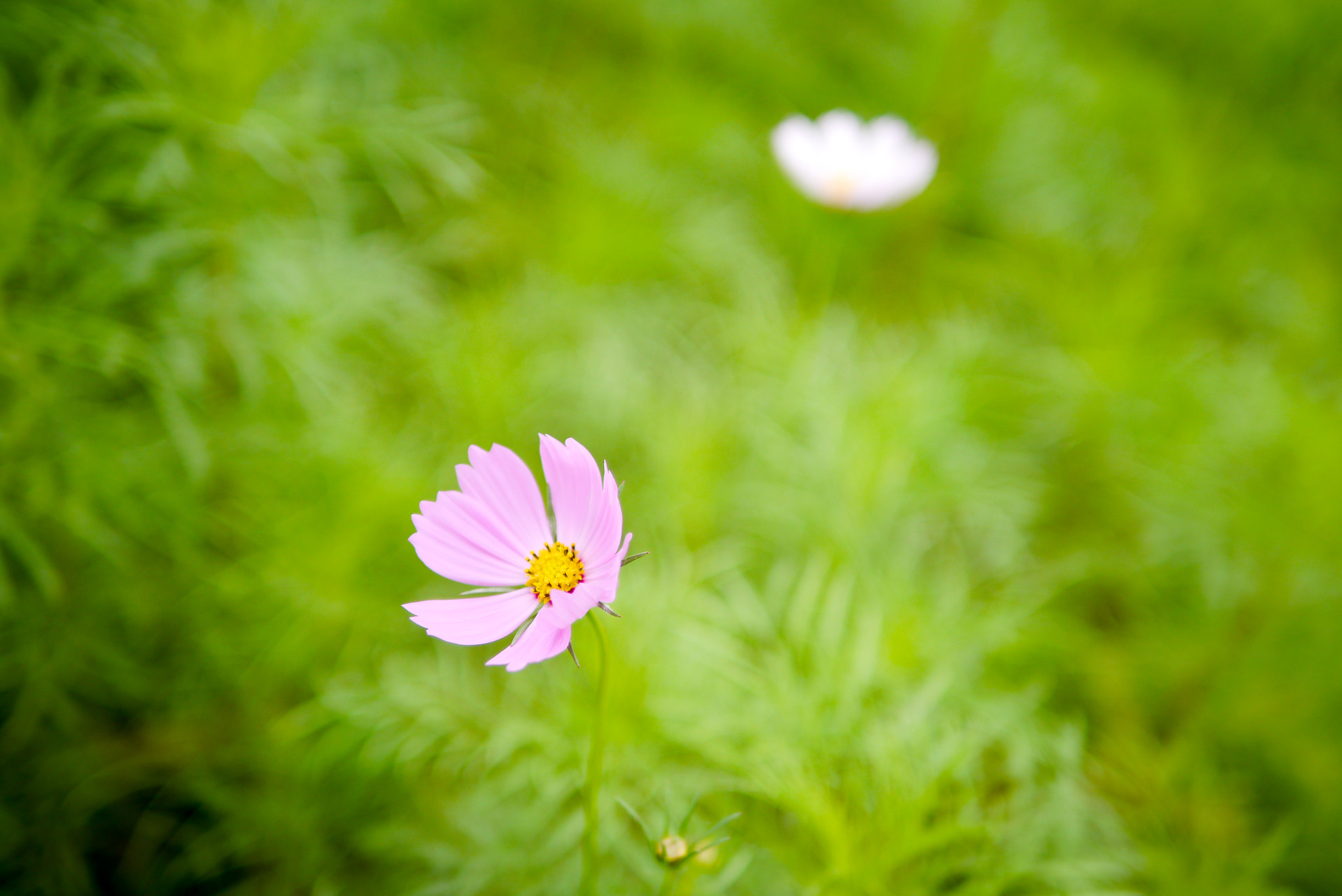 Panasonic Lumix DMC-GX1 + Panasonic Leica DG Summilux 25mm F1.4 II ASPH sample photo. 鸡鸣寺 photography