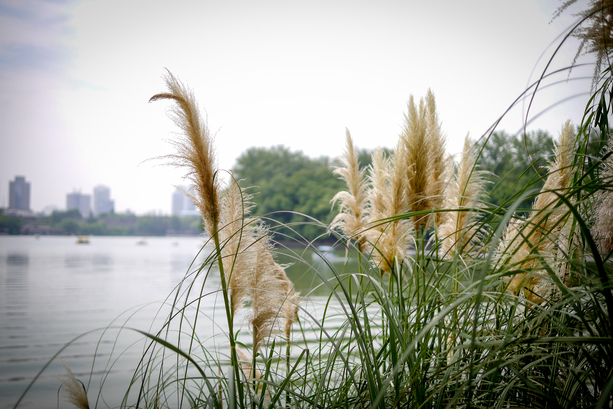 Panasonic Lumix DMC-GX1 + Panasonic Leica DG Summilux 25mm F1.4 II ASPH sample photo. 鸡鸣寺 photography