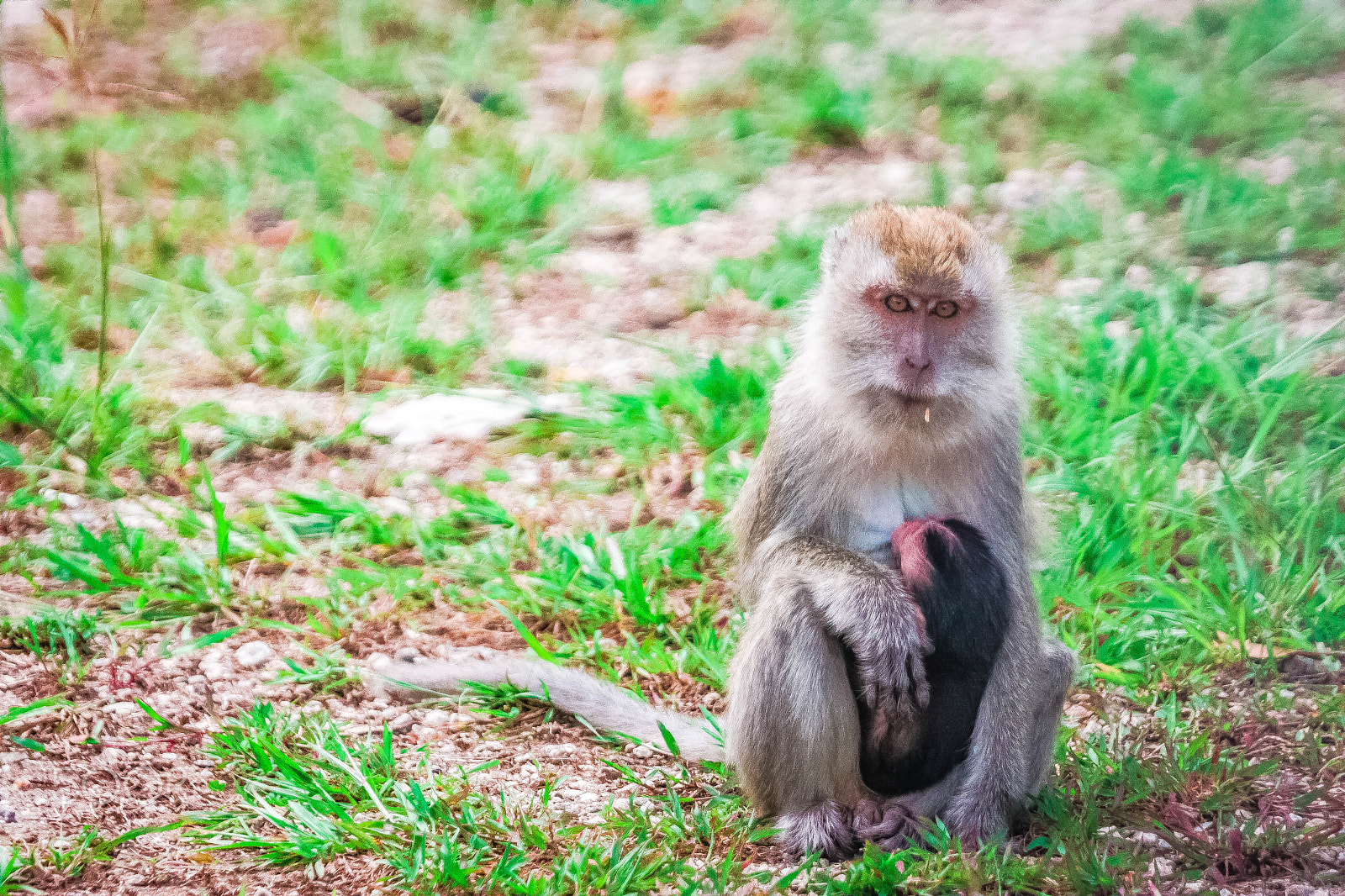 Canon EOS 40D + Canon EF 100-400mm F4.5-5.6L IS USM sample photo. The mood of macaque mom's photography