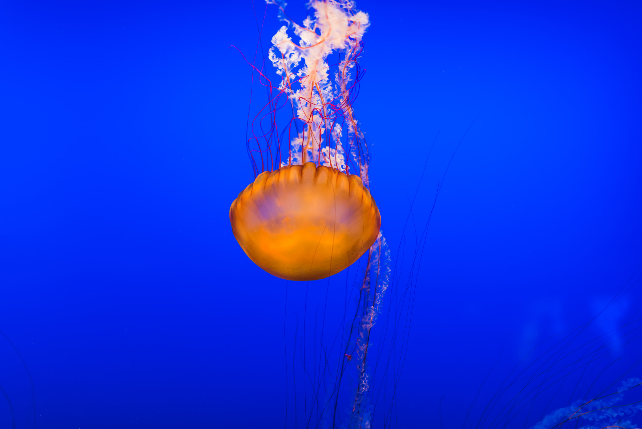 Nikon D810 + Tamron SP 35mm F1.8 Di VC USD sample photo. Jellyfish splendor photography