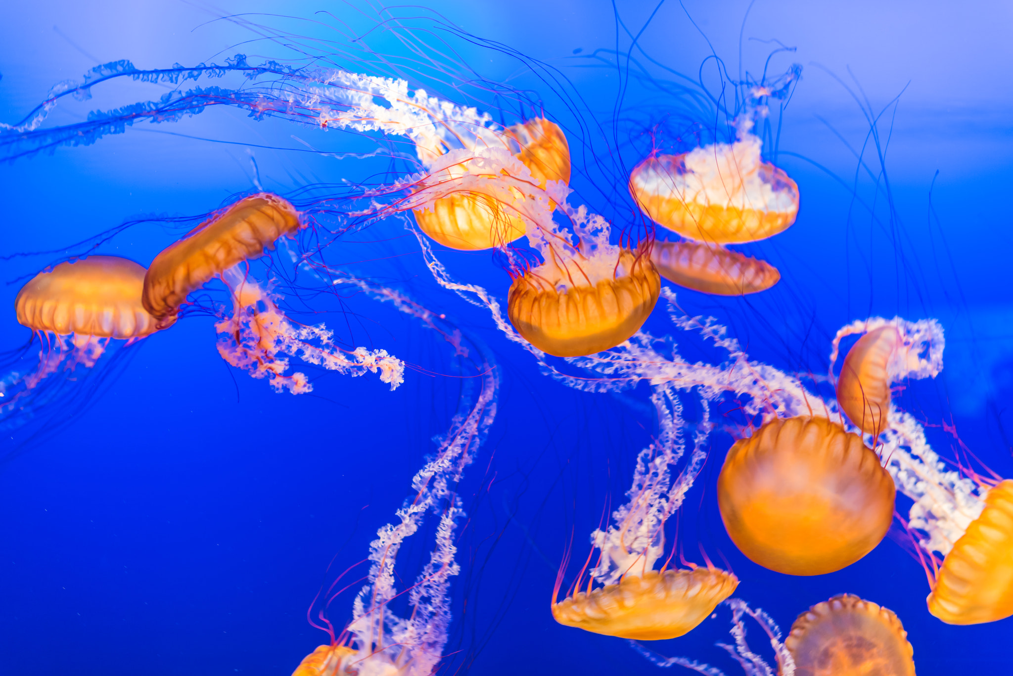 Tamron SP 35mm F1.8 Di VC USD sample photo. Magnificent jellyfish photography