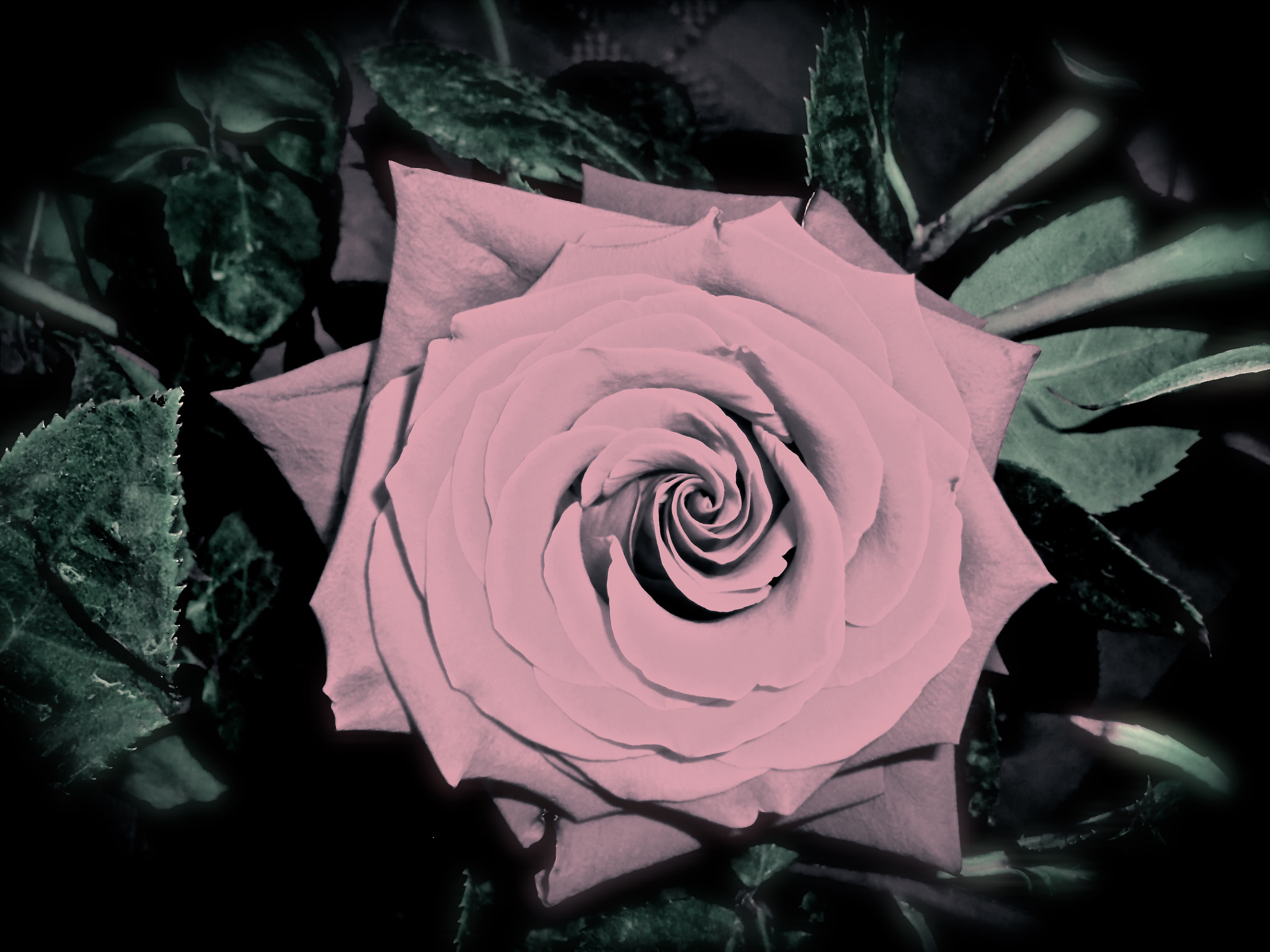 CASIO EX-S200 sample photo. Rose in bloom photography